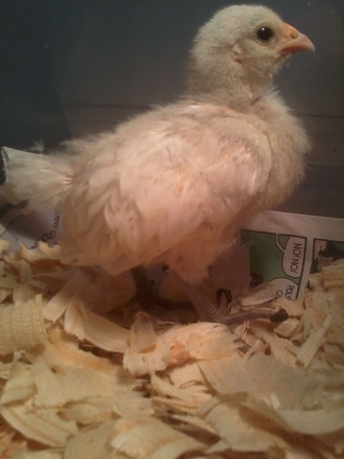 I was told its a Bantam but its bigger then the otheres and has pink skin and blue feet with a little blue tinge around its eyes. "Chestnut"