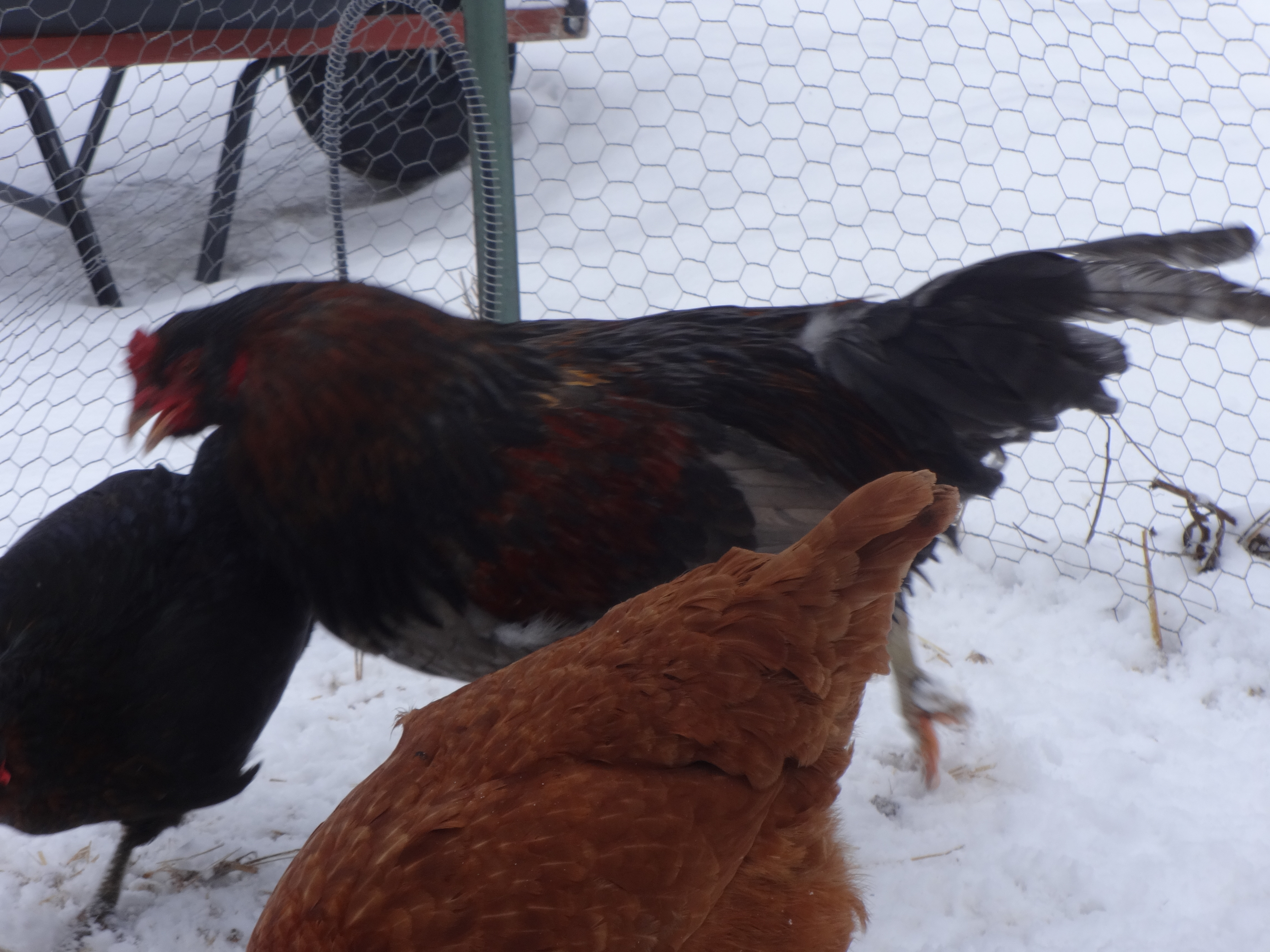I was trying to get a pic of our rooster, but he kept moving living up to his name, Runner.