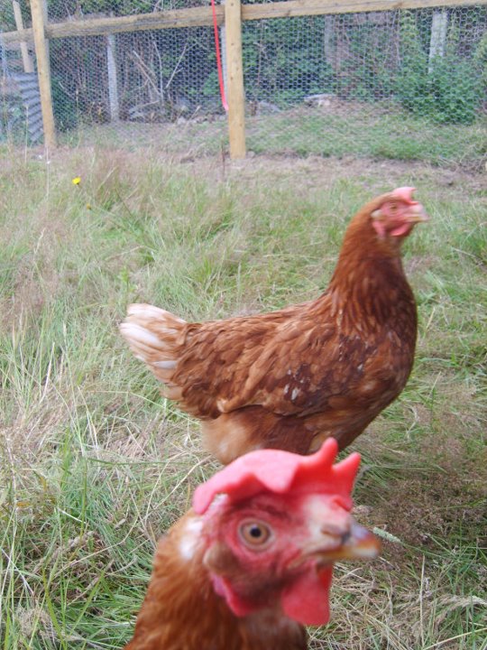I was trying to take a photo of the hen at the back, when I uploaded it onto the computer I noticed another hen had jumped in the photo, it made me laugh..