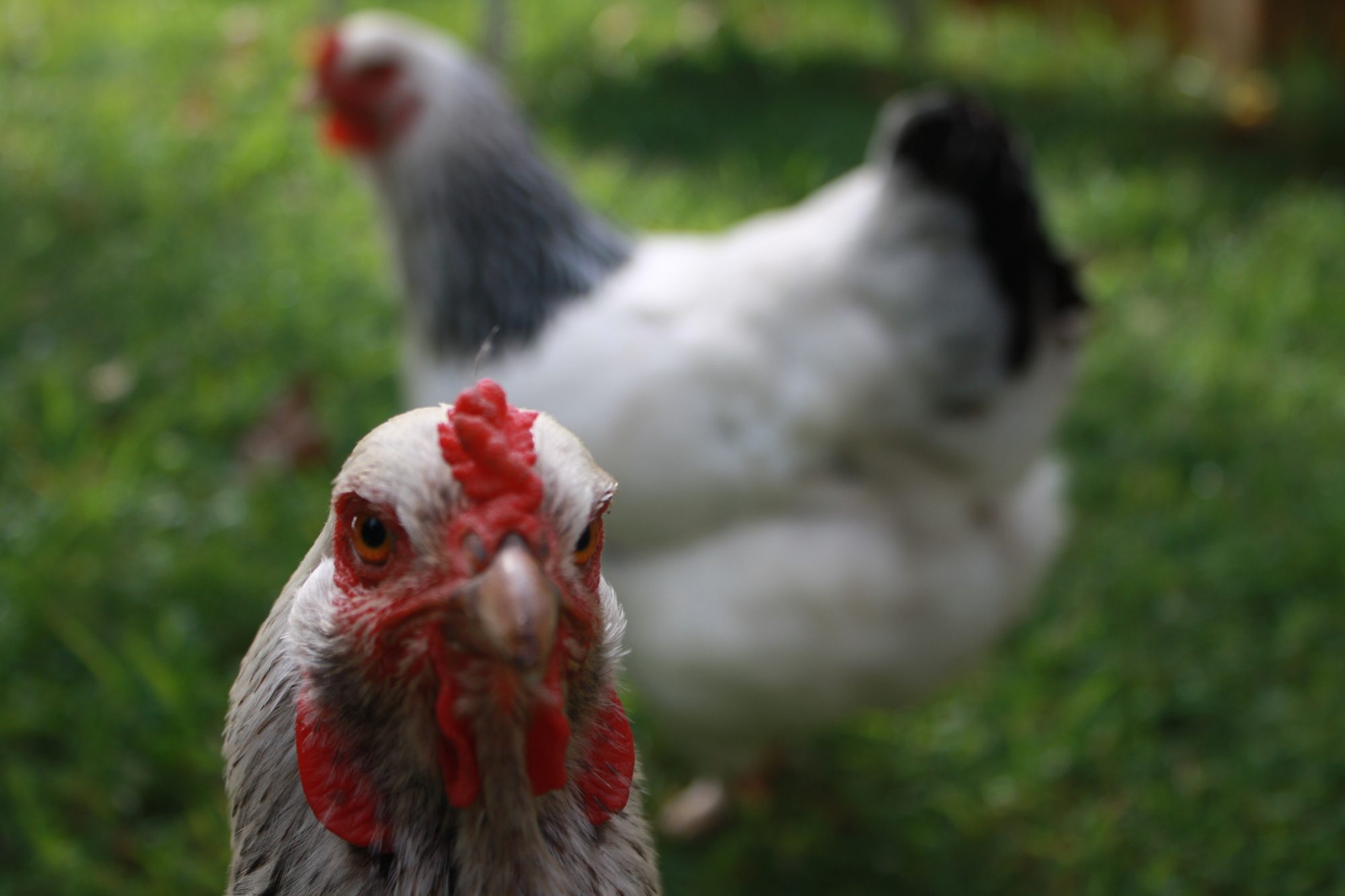 I was trying to take a picture of Elle, our light Brahmin, but Big Foot, my friendliest and biggest chicken, came to check out th camera.