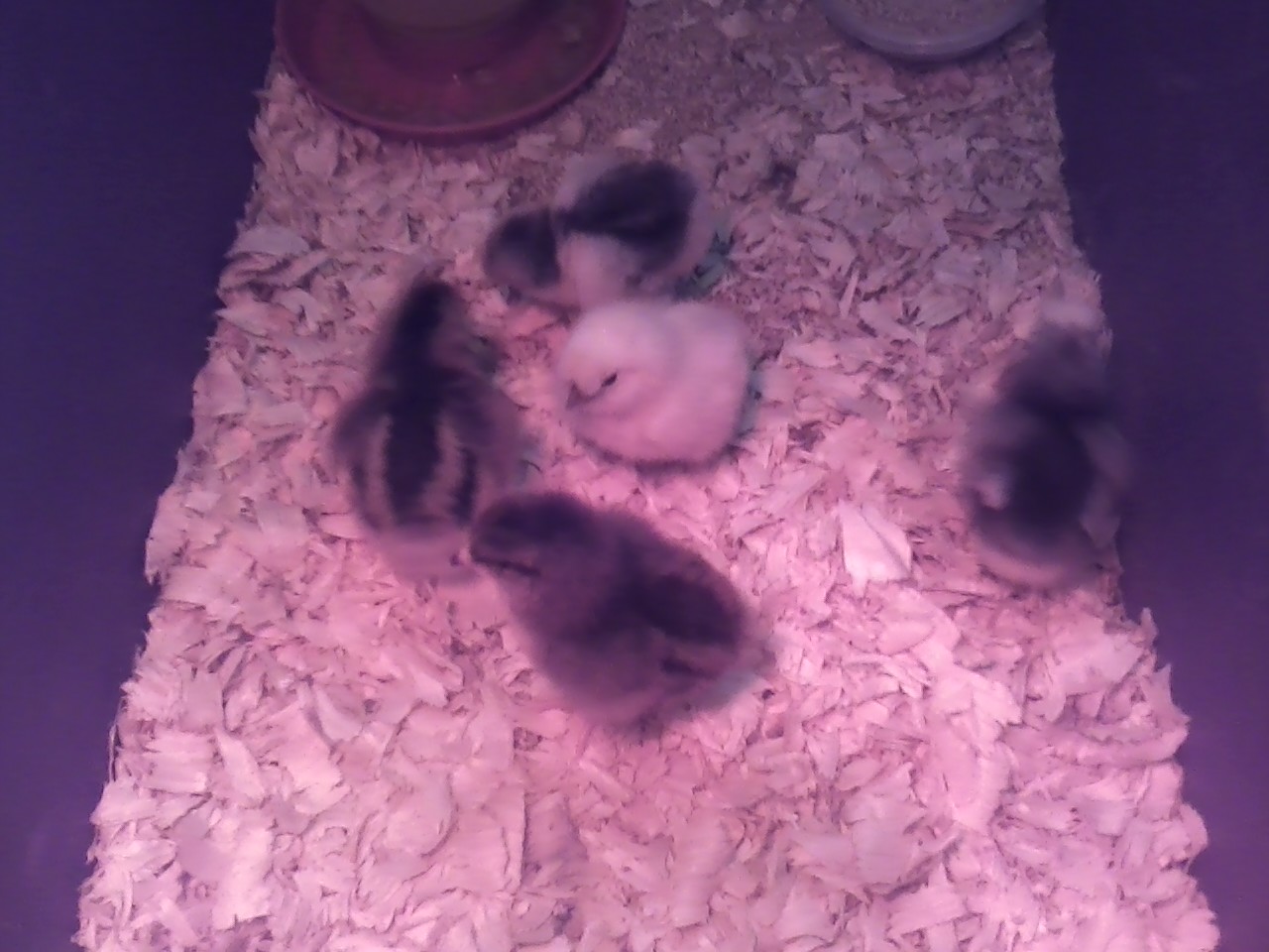 I was waiting at tractor supply on the first day of chick days for the little monkeys to come. I got 3 bantam and 2 speckled sessex.
