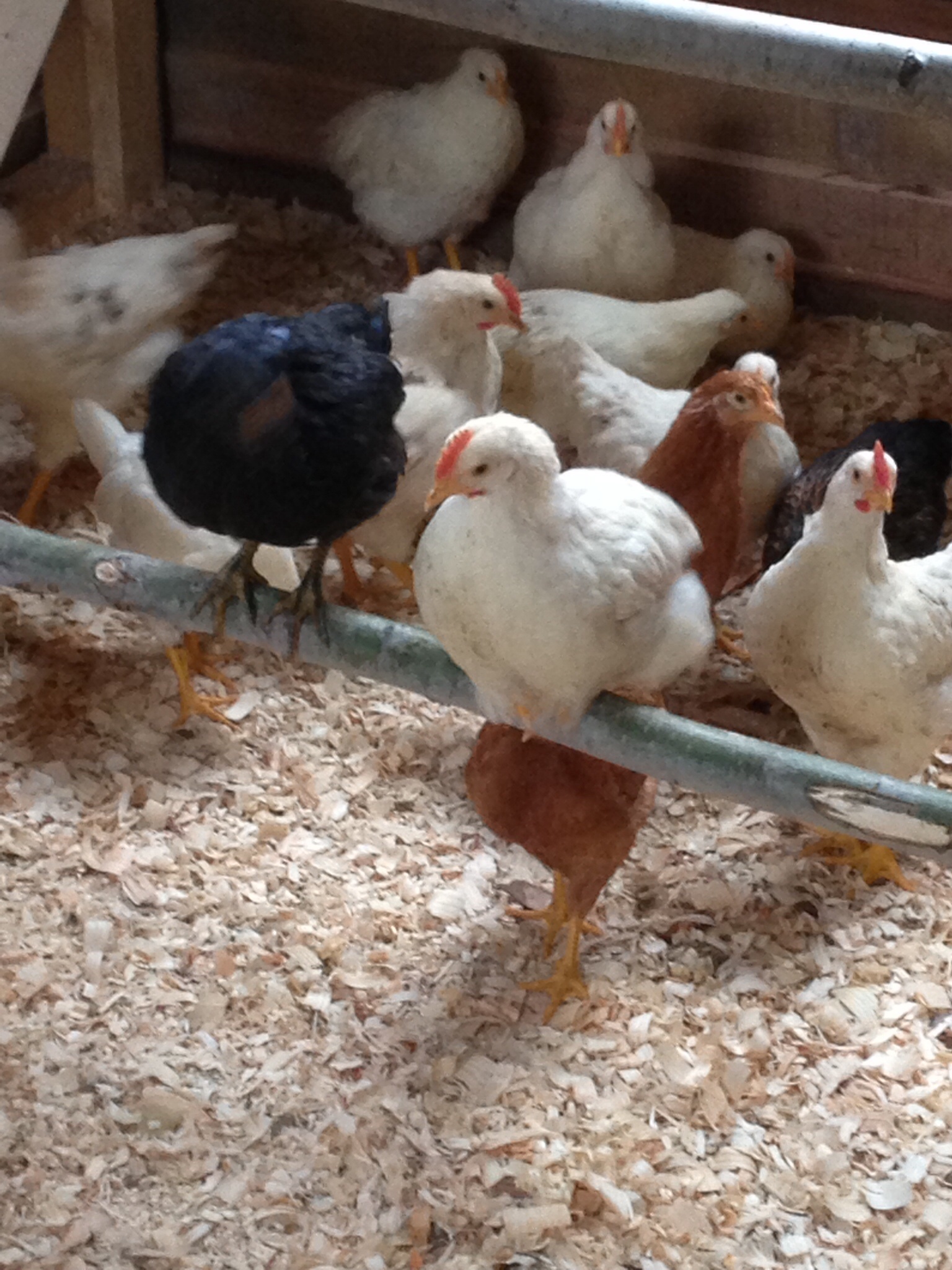 I was worried about he the roosting bars but they are starting to use them.