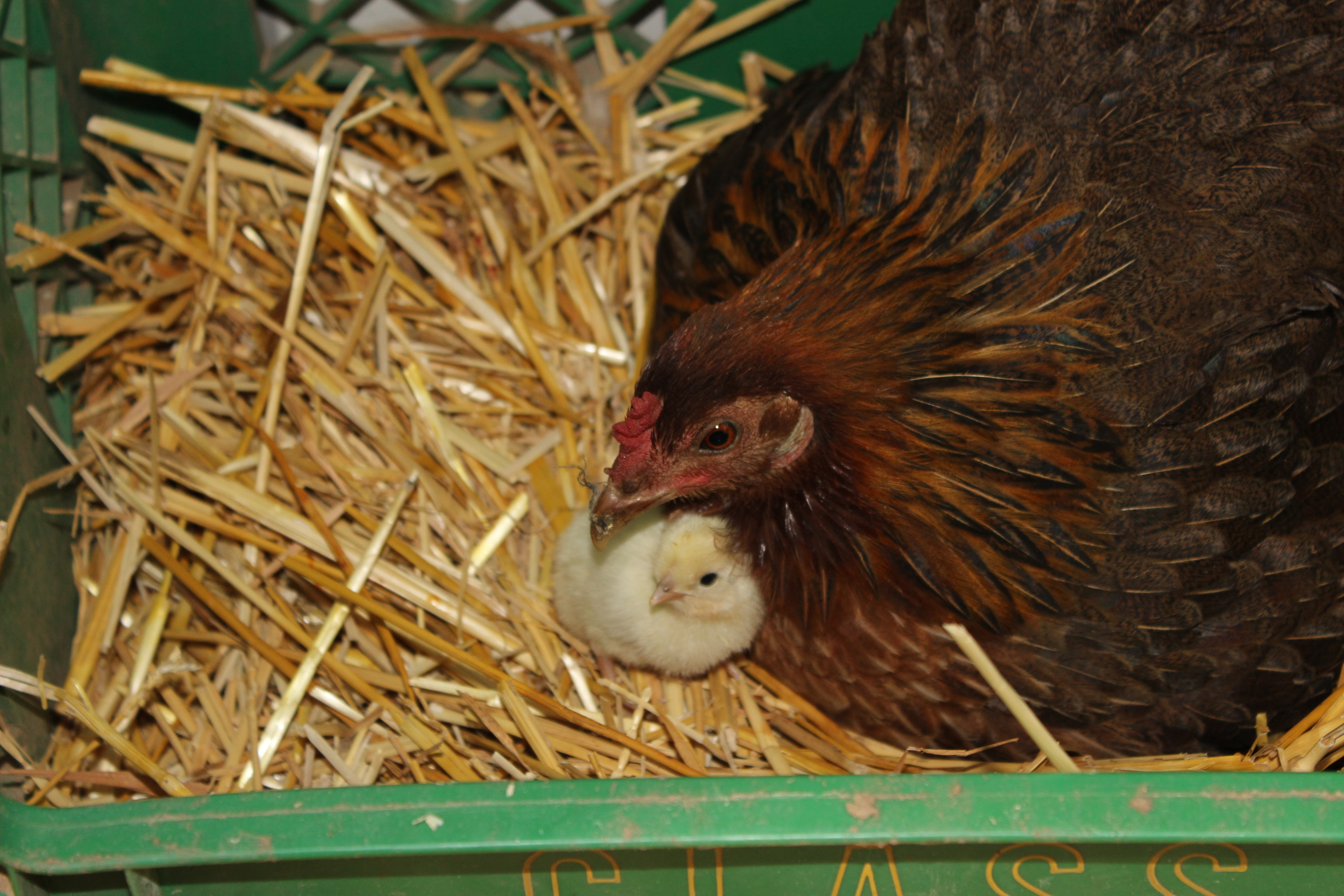 I wasn't expecting this chick to hatch for another week.  What a surprise this morning.  The chick is  a cross of this hen ( unknown breed) and a blonde polish rooster.