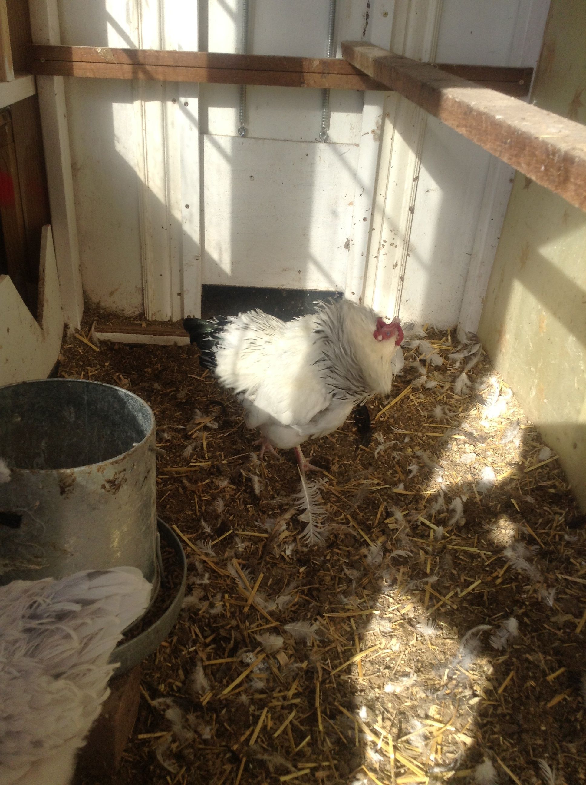 I whip my feathers back and forth!!

                            ~Collete