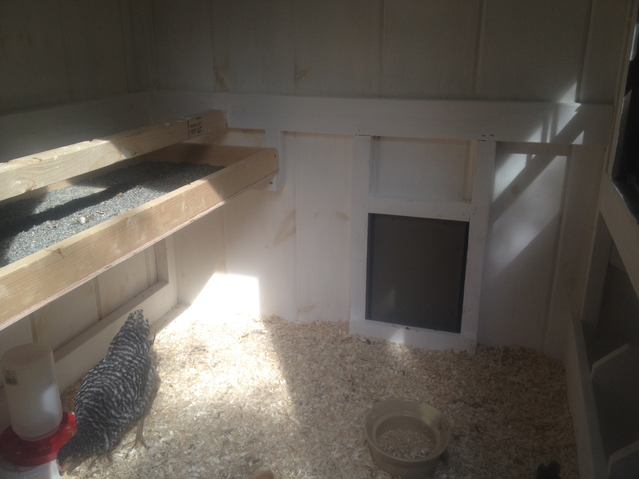 I whitewashed the interior (hydrated/masonry lime, water and salt) and filled the poo box with sand for easy scooping. I use the chipper to chip up any fallen branches in the yard, and put that in the bottom of the coop.
