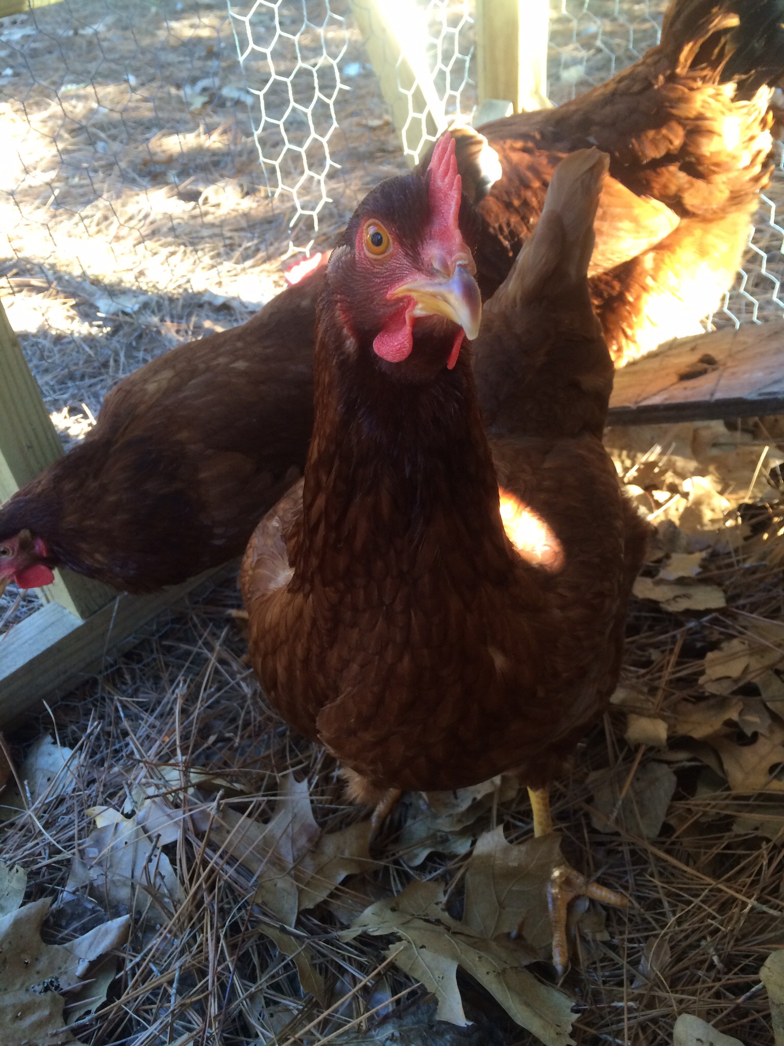 i will peck you if I hear another click.