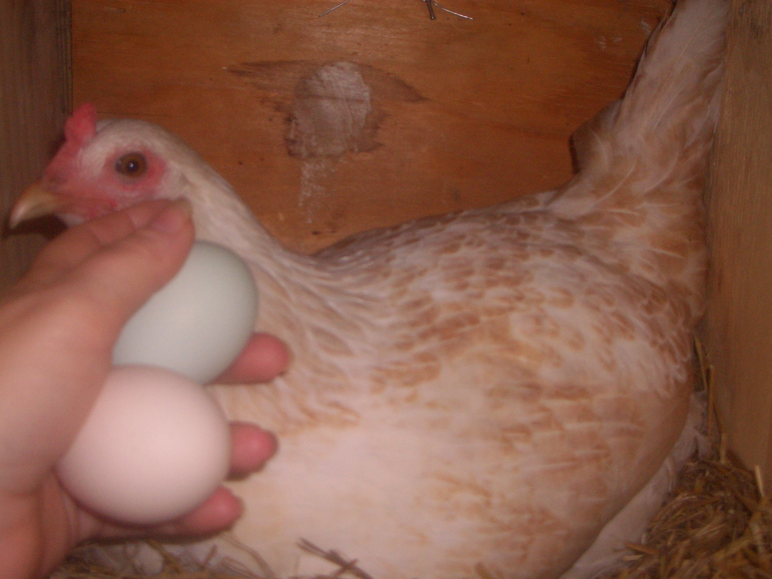 I wonder which egg is her? 
Pink or blue?