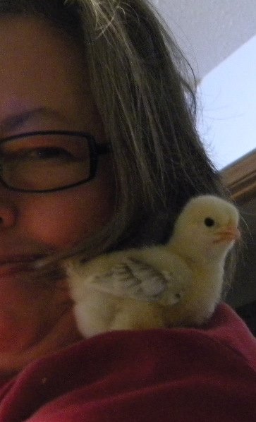 I would take out three chicks from the box everyday for visitation and for them to get a change of scenery.  Diva Della had more visitations than others because she was the only different one.  After I had put the second Orpington back in the box, I would not know who had been out or in of the box.