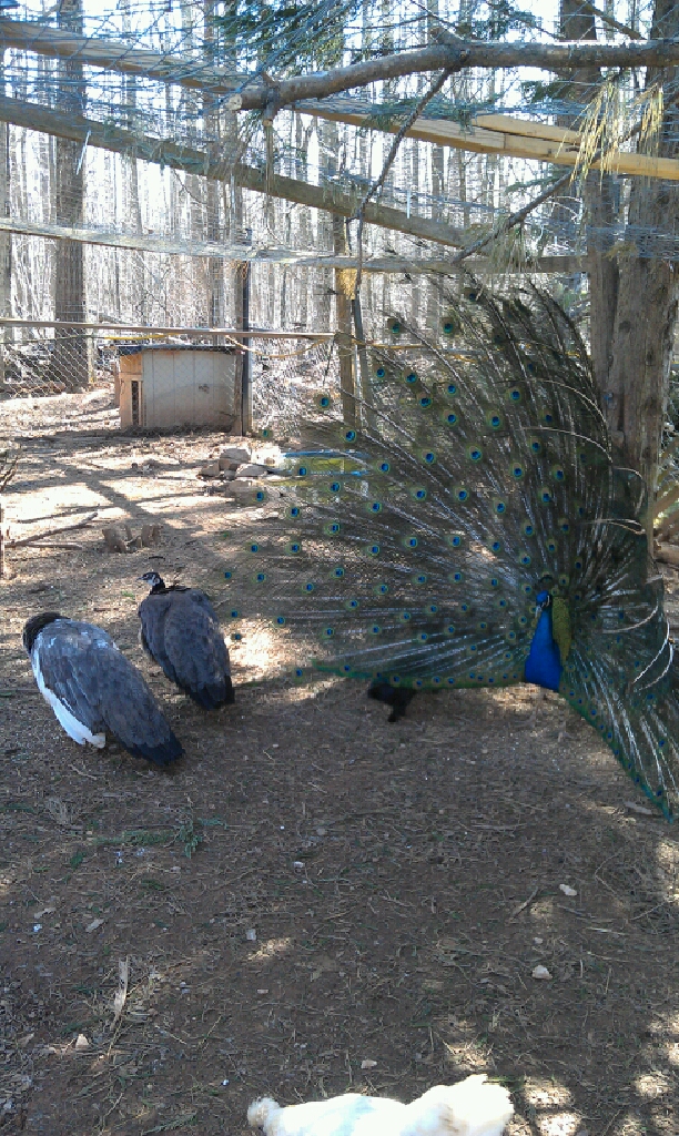 IB peacock strutting for hens