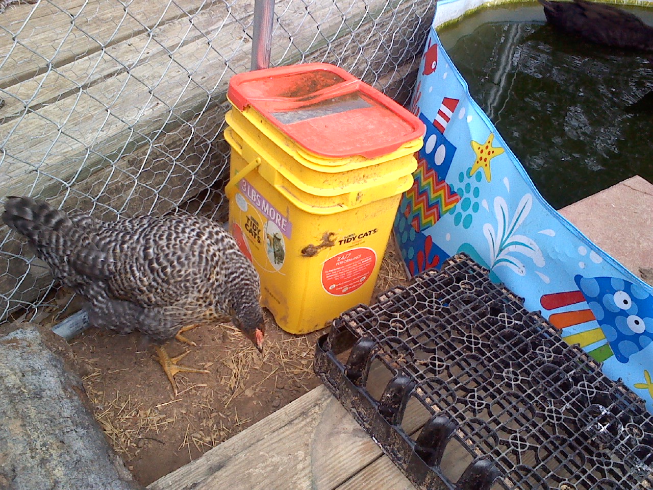 Icarus hanging out by the pool