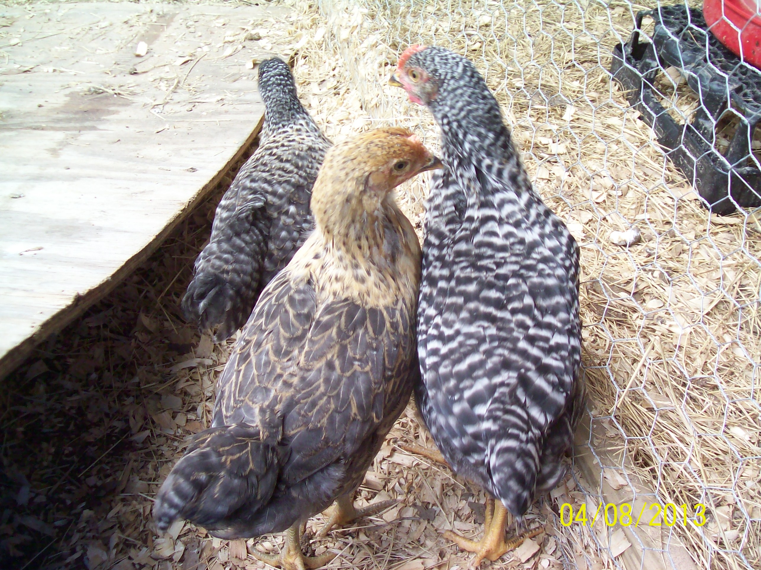 Icarus, Tutsie, and Kellogg Jr. headed to the coop for the evening. Aprill 2013 almost 3 months old.