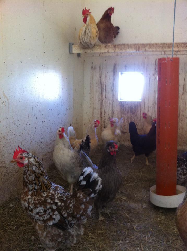 Icelandic flock of origin, cream rooster