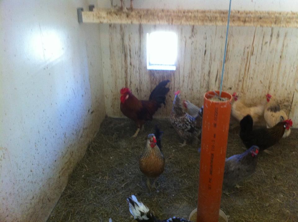Icelandic flock of origin, red rooster