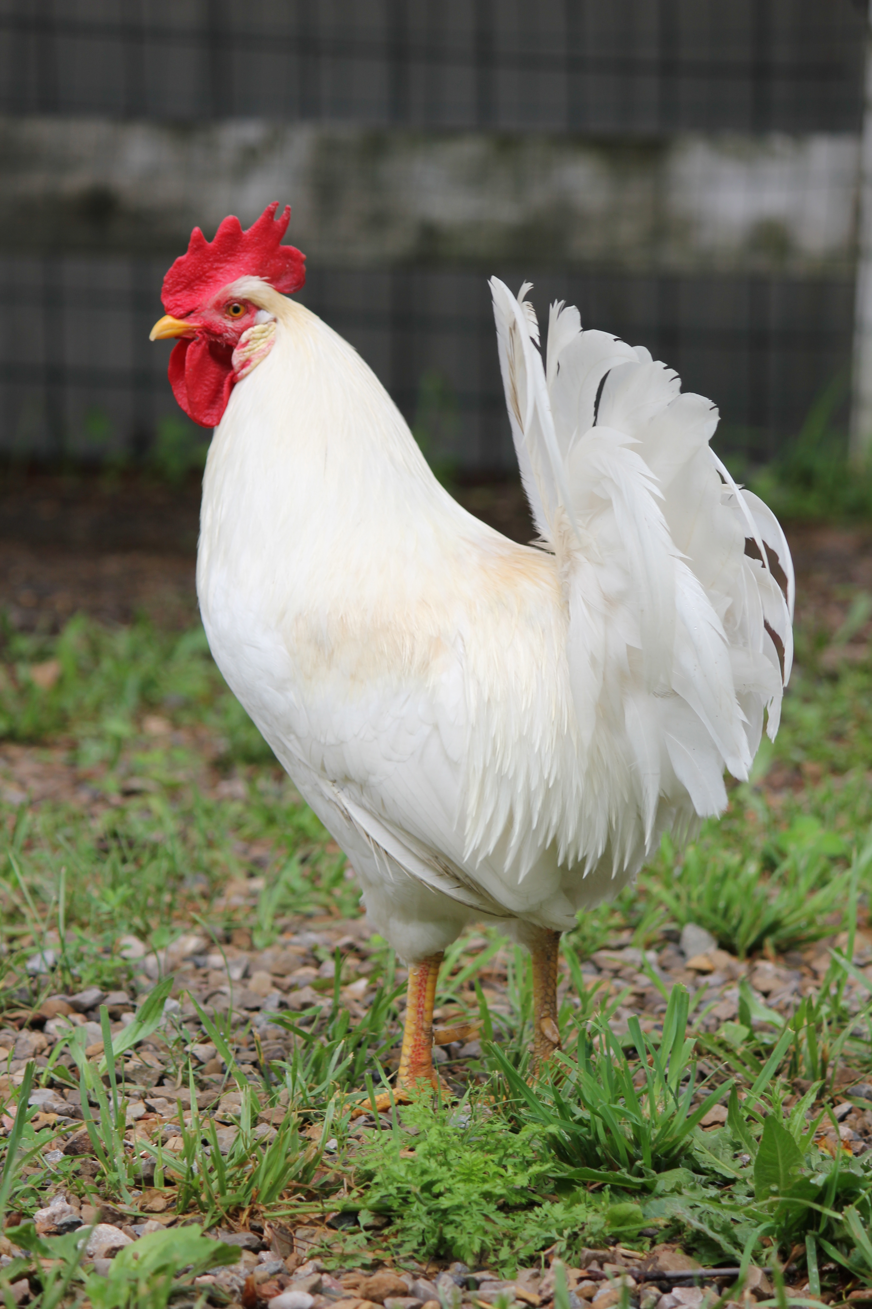 Icelandic Rooster (foundation rooster to all of the others) He has a light tan saddle feathers.