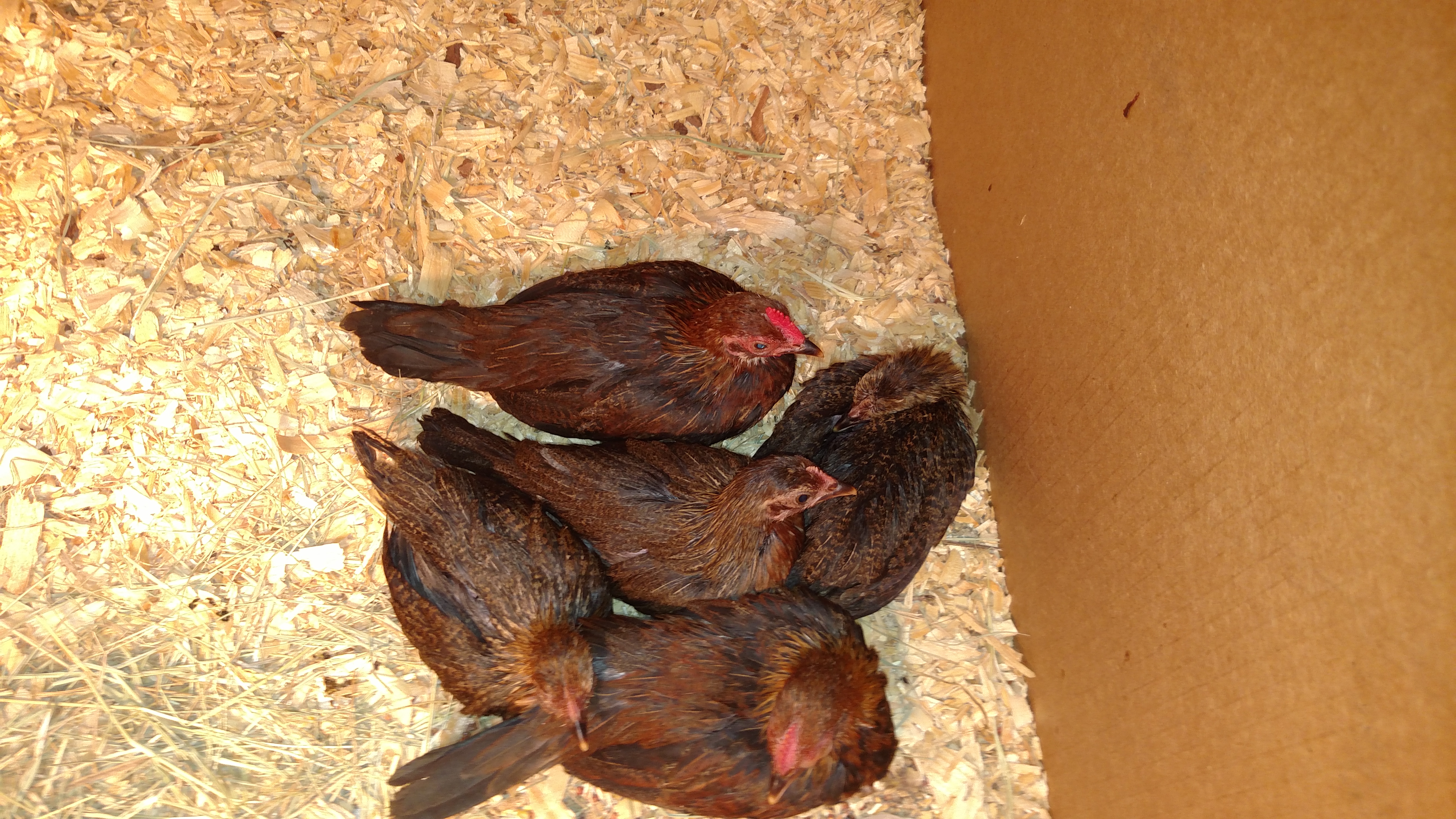 ICU...the reason I finally joined group.  5 of first ones I hatched got sick over weekend in 22 degree wind chill.  Got them in garage.  Keeping warm and giving med.