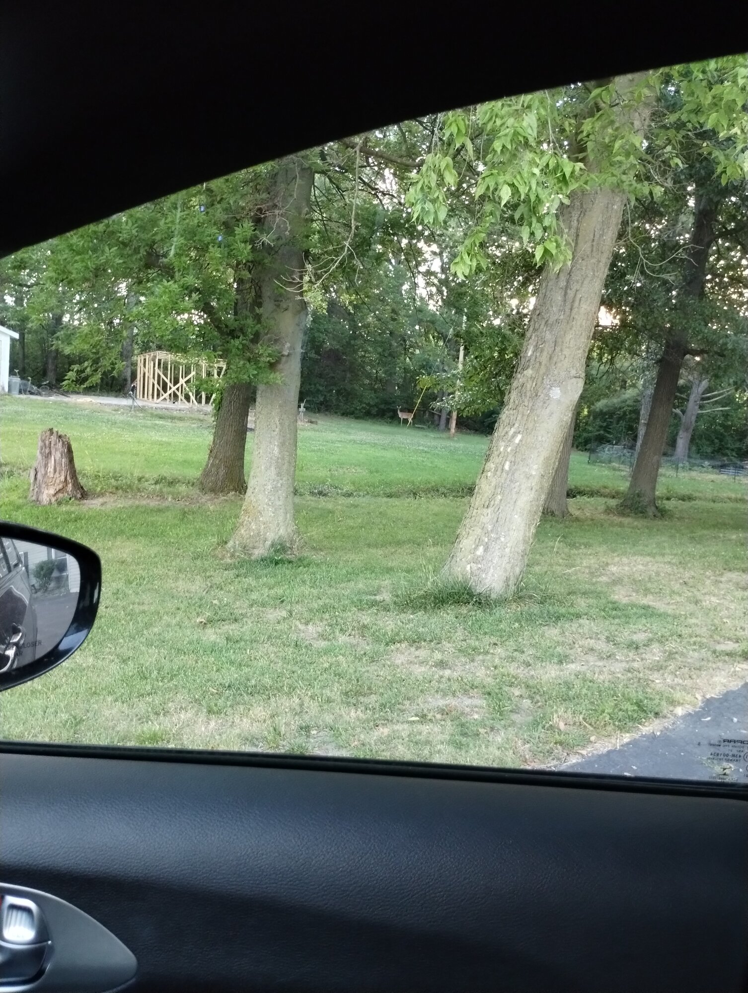 I'd forget to take pictures then do it from the driveway of the deer in the yard.