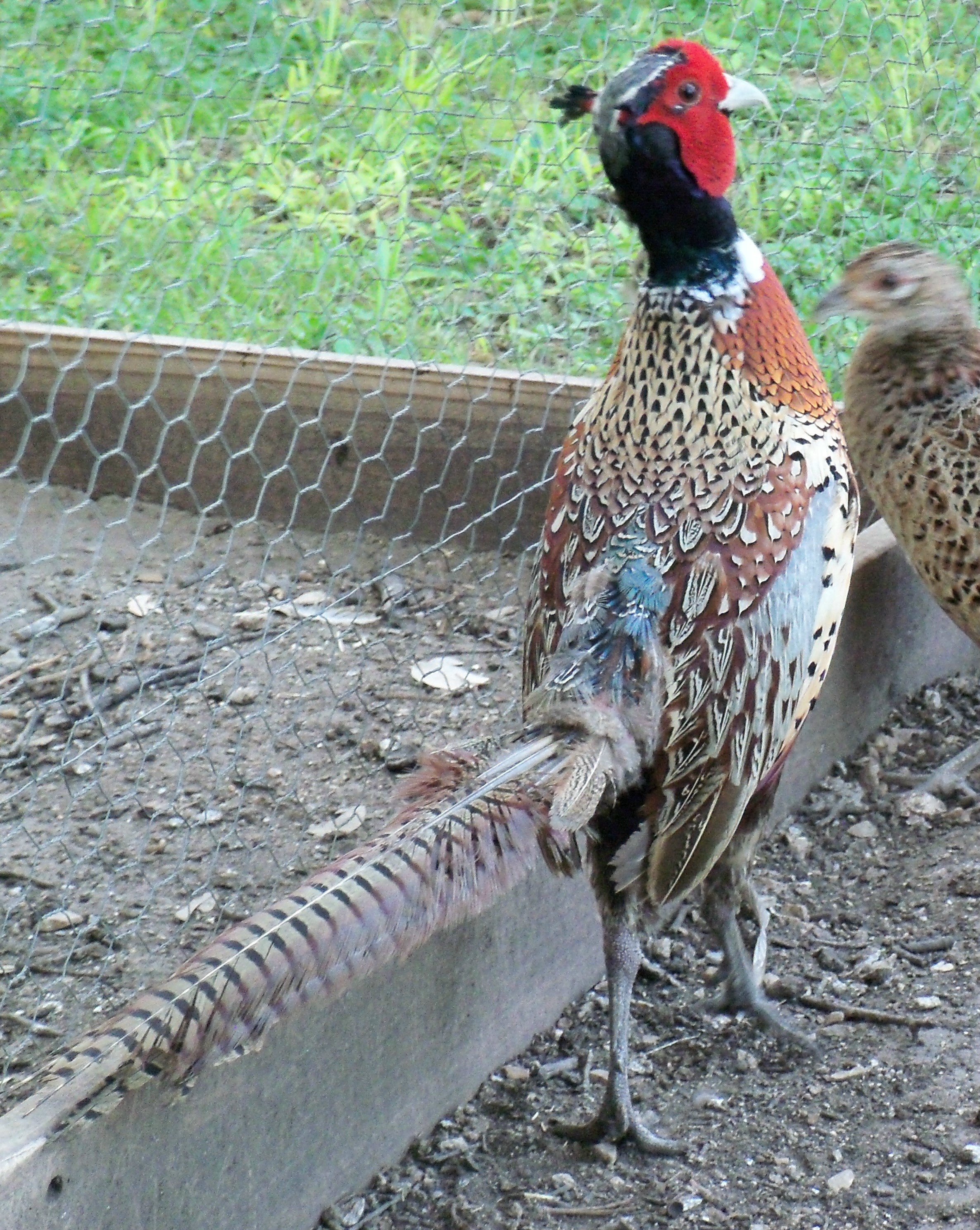 Idaho Blueback molting