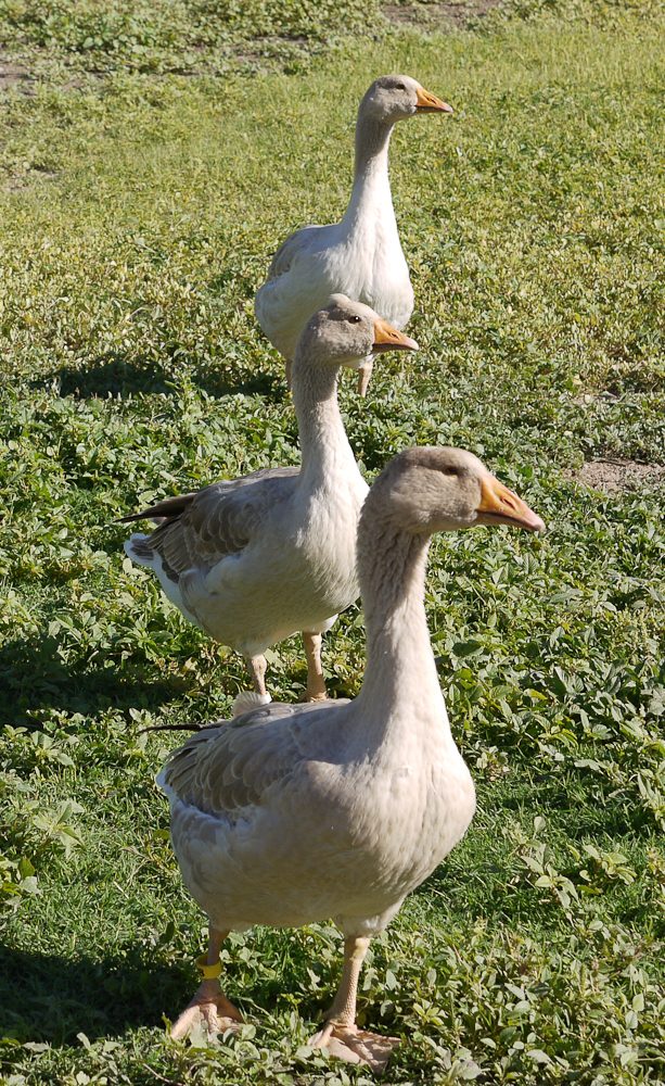 Ideal American buffs