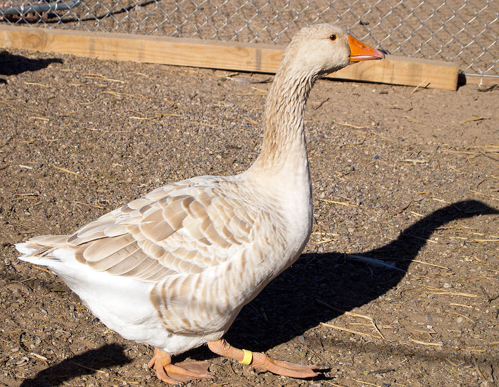 Ideal Buff goose