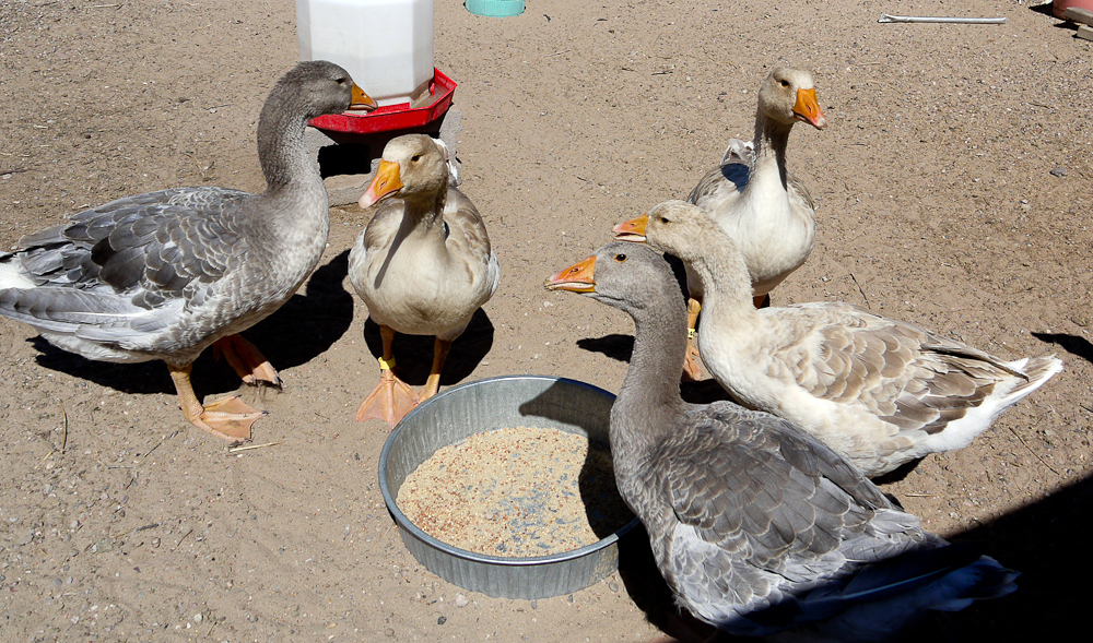 Ideal Buffs and Holderread Blues