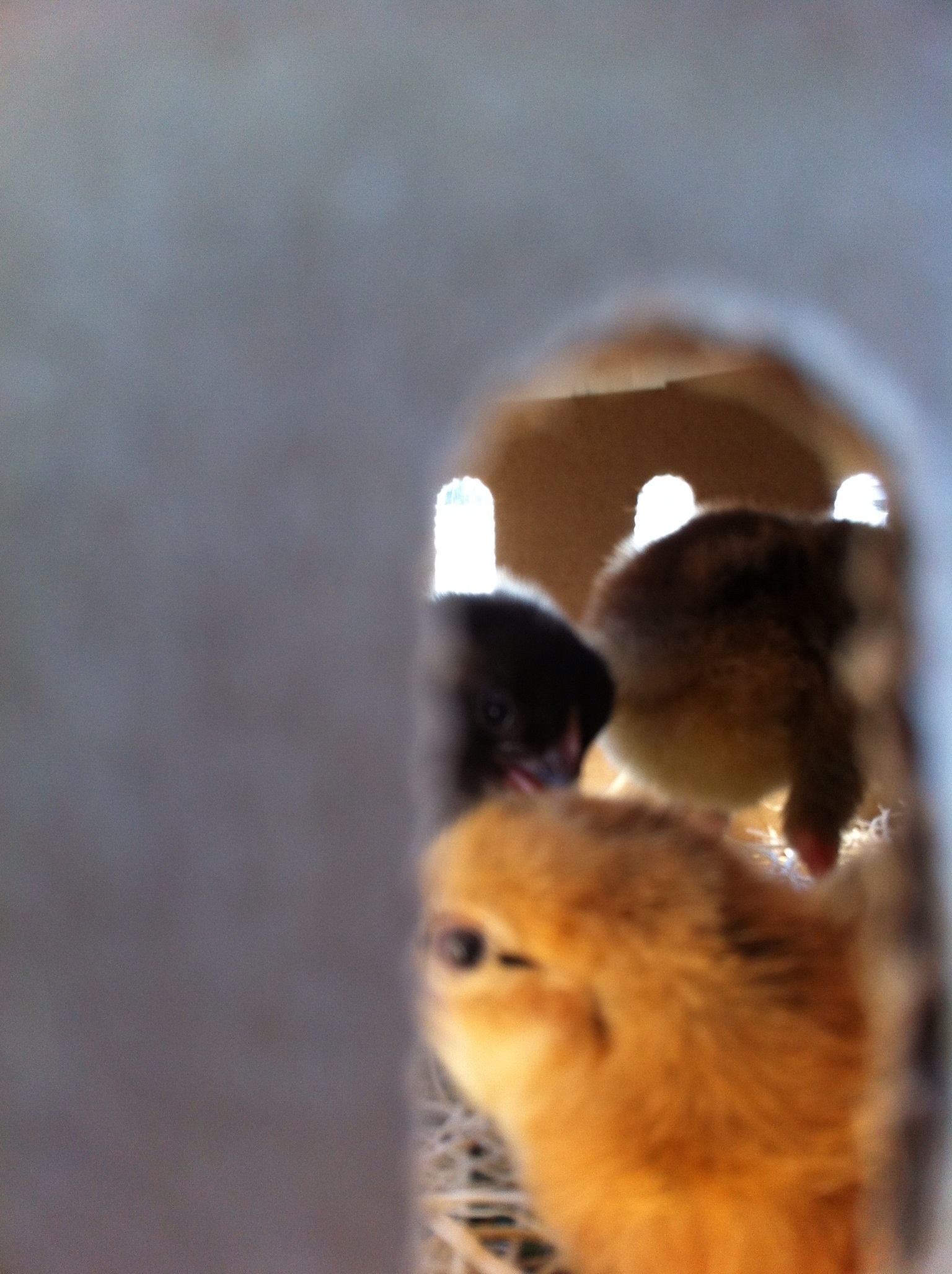 Ideal Nursery Cameron, Tx 
Drive home