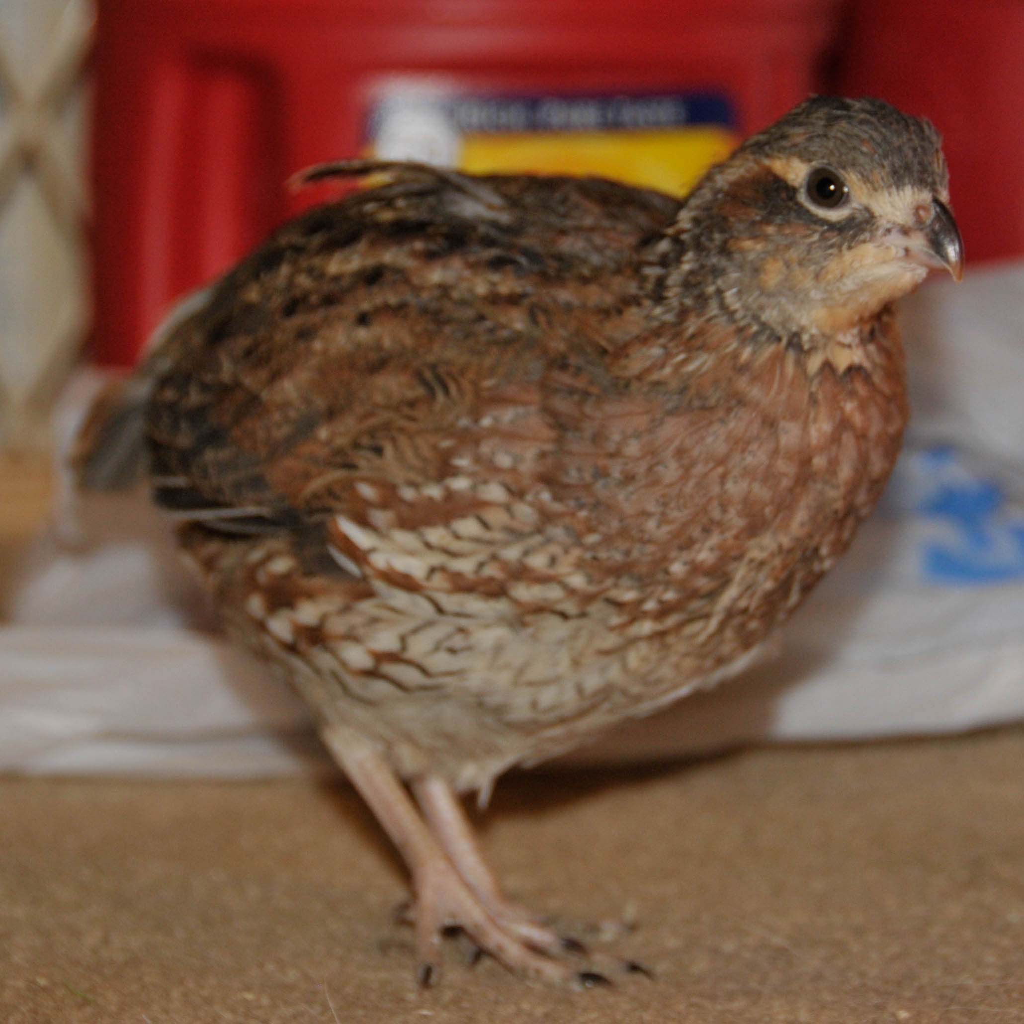 identified by fat daddy as bobwhite

Originally Posted by Fat Daddy 
Hi, These are Bob whites. you will be able to feather sex them at 10 or 12 weeks as the roos will get a white bib with some black and hens will be 2 shades of buff on the face...