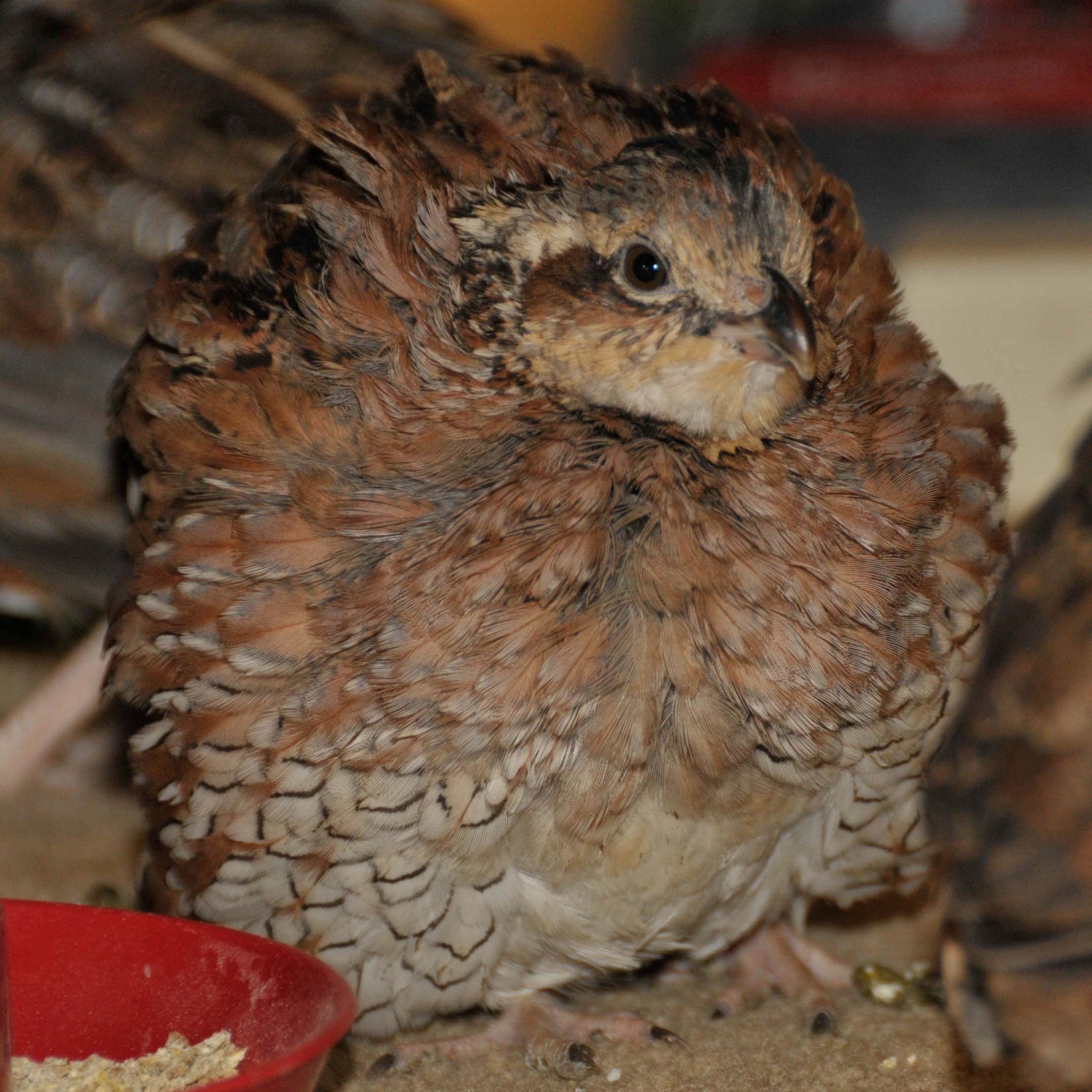identified by fat daddy as bobwhite

Originally Posted by Fat Daddy 
Hi, These are Bob whites. you will be able to feather sex them at 10 or 12 weeks as the roos will get a white bib with some black and hens will be 2 shades of buff on the face...