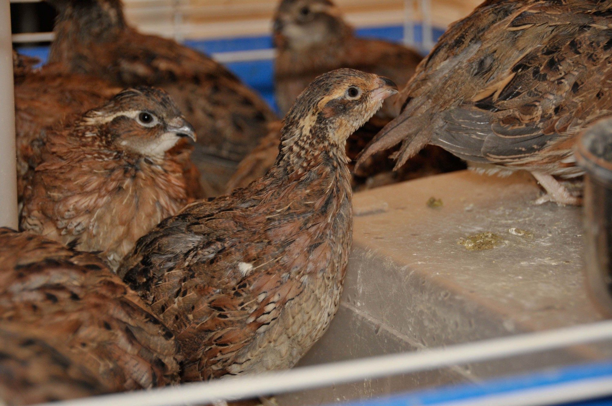 identified by fat daddy as bobwhite

Originally Posted by Fat Daddy 
Hi, These are Bob whites. you will be able to feather sex them at 10 or 12 weeks as the roos will get a white bib with some black and hens will be 2 shades of buff on the face...