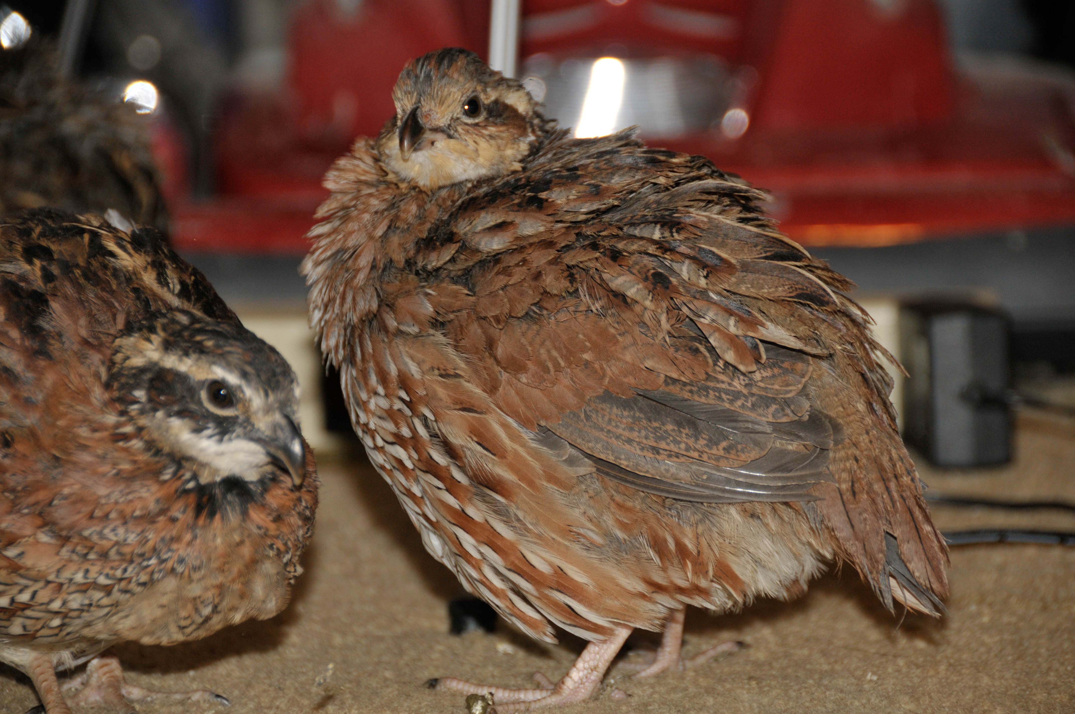 identified by fat daddy as bobwhite

Originally Posted by Fat Daddy 
Hi, These are Bob whites. you will be able to feather sex them at 10 or 12 weeks as the roos will get a white bib with some black and hens will be 2 shades of buff on the face...