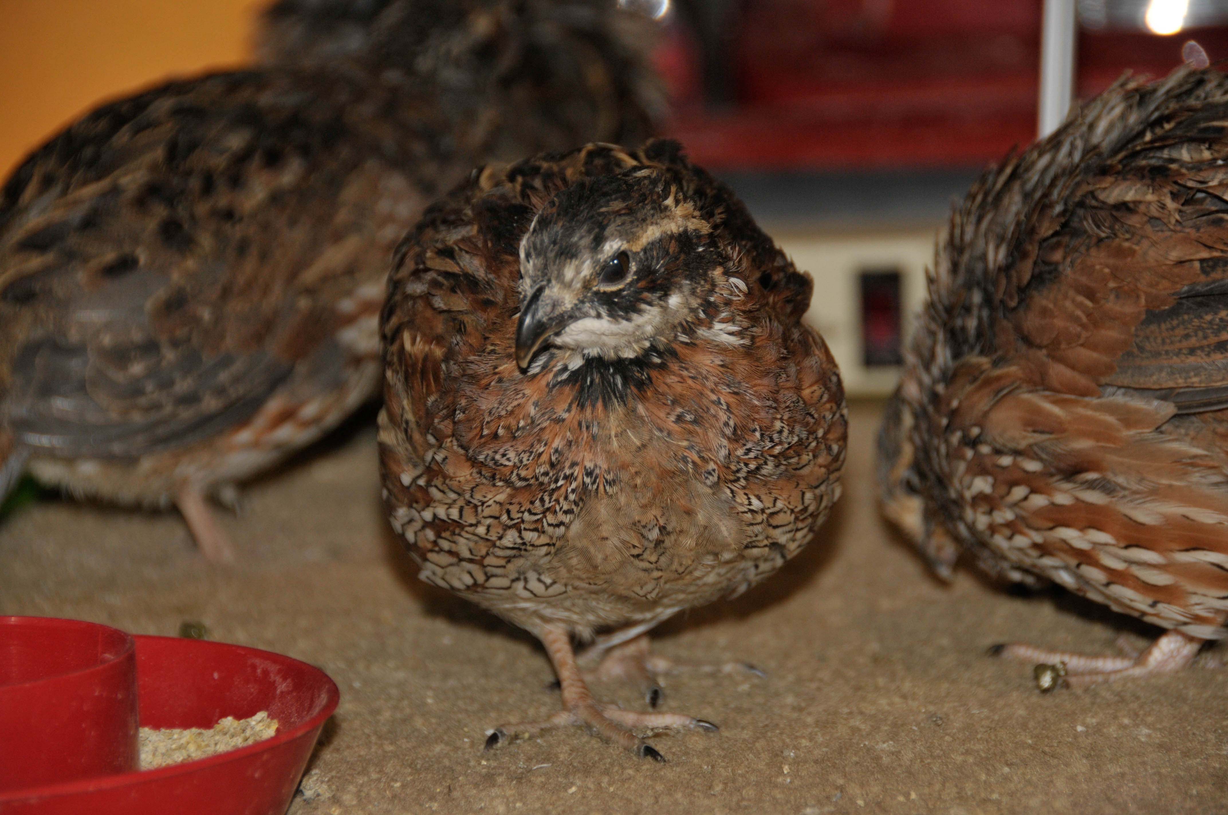 identified by fat daddy as bobwhite

Originally Posted by Fat Daddy 
Hi, These are Bob whites. you will be able to feather sex them at 10 or 12 weeks as the roos will get a white bib with some black and hens will be 2 shades of buff on the face...