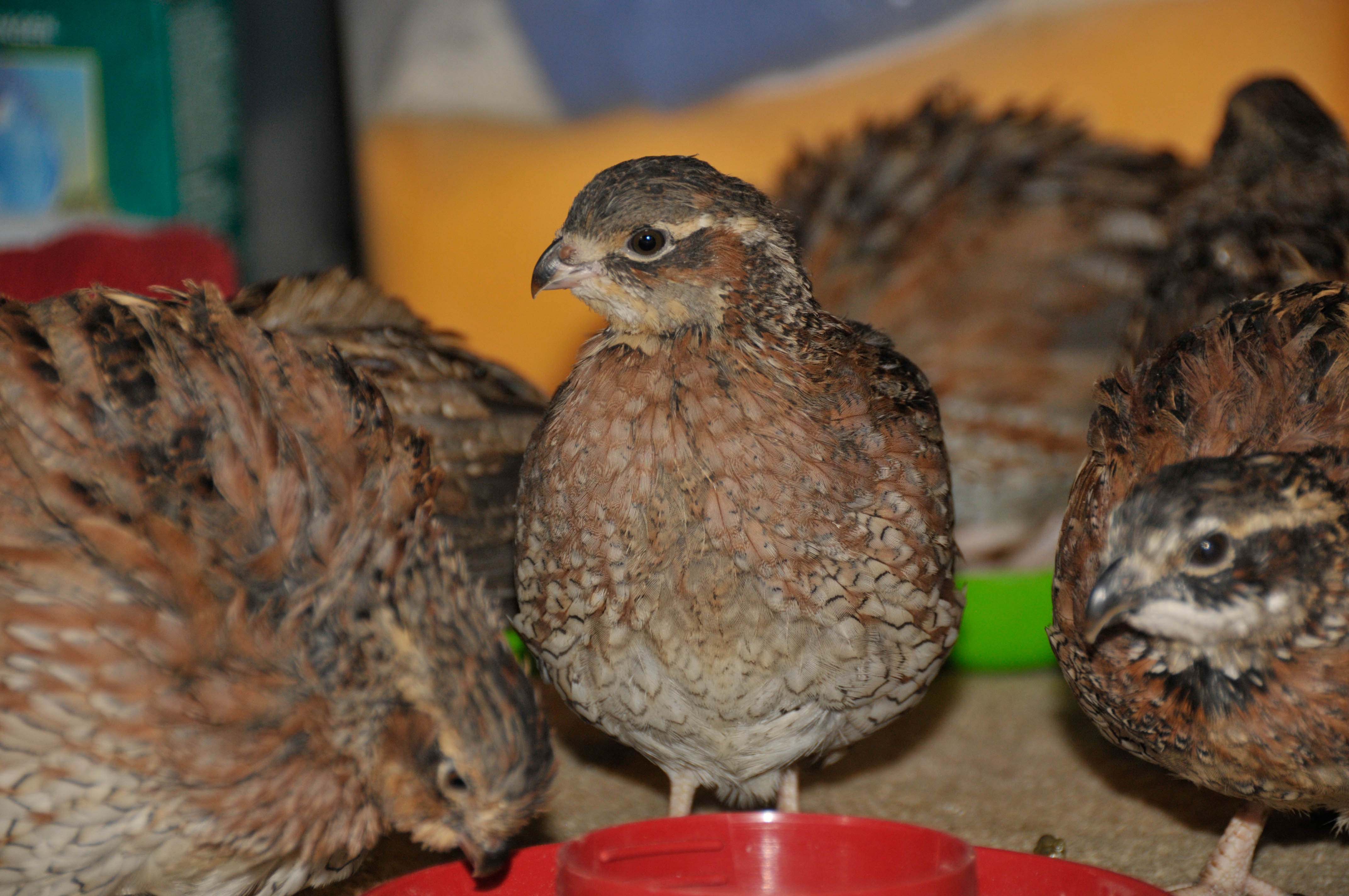 identified by fat daddy as bobwhite

Originally Posted by Fat Daddy 
Hi, These are Bob whites. you will be able to feather sex them at 10 or 12 weeks as the roos will get a white bib with some black and hens will be 2 shades of buff on the face...