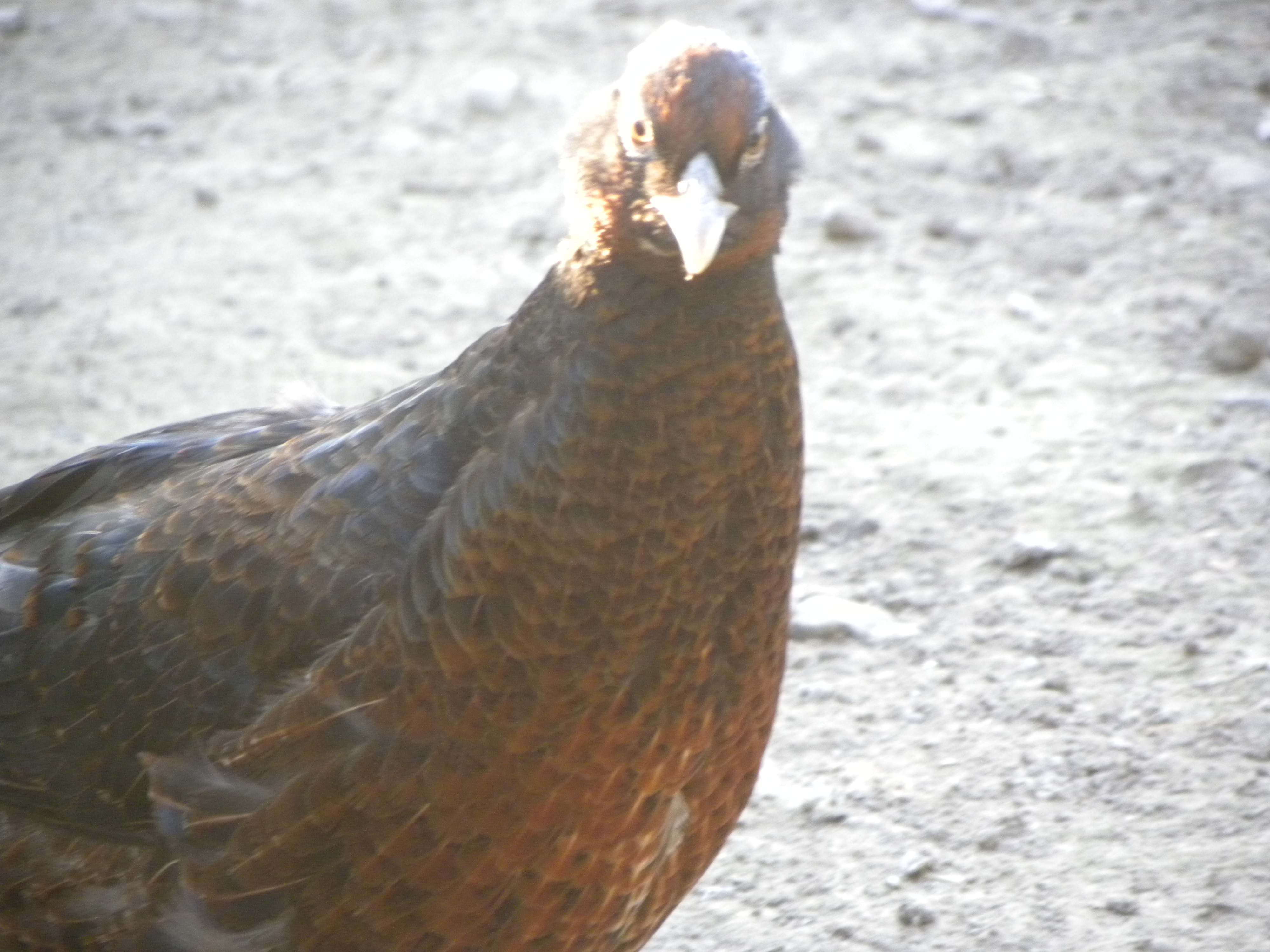 if anyone is wondering, this bird is a hybrid between a Impeyan male and a scintillating copper hen
