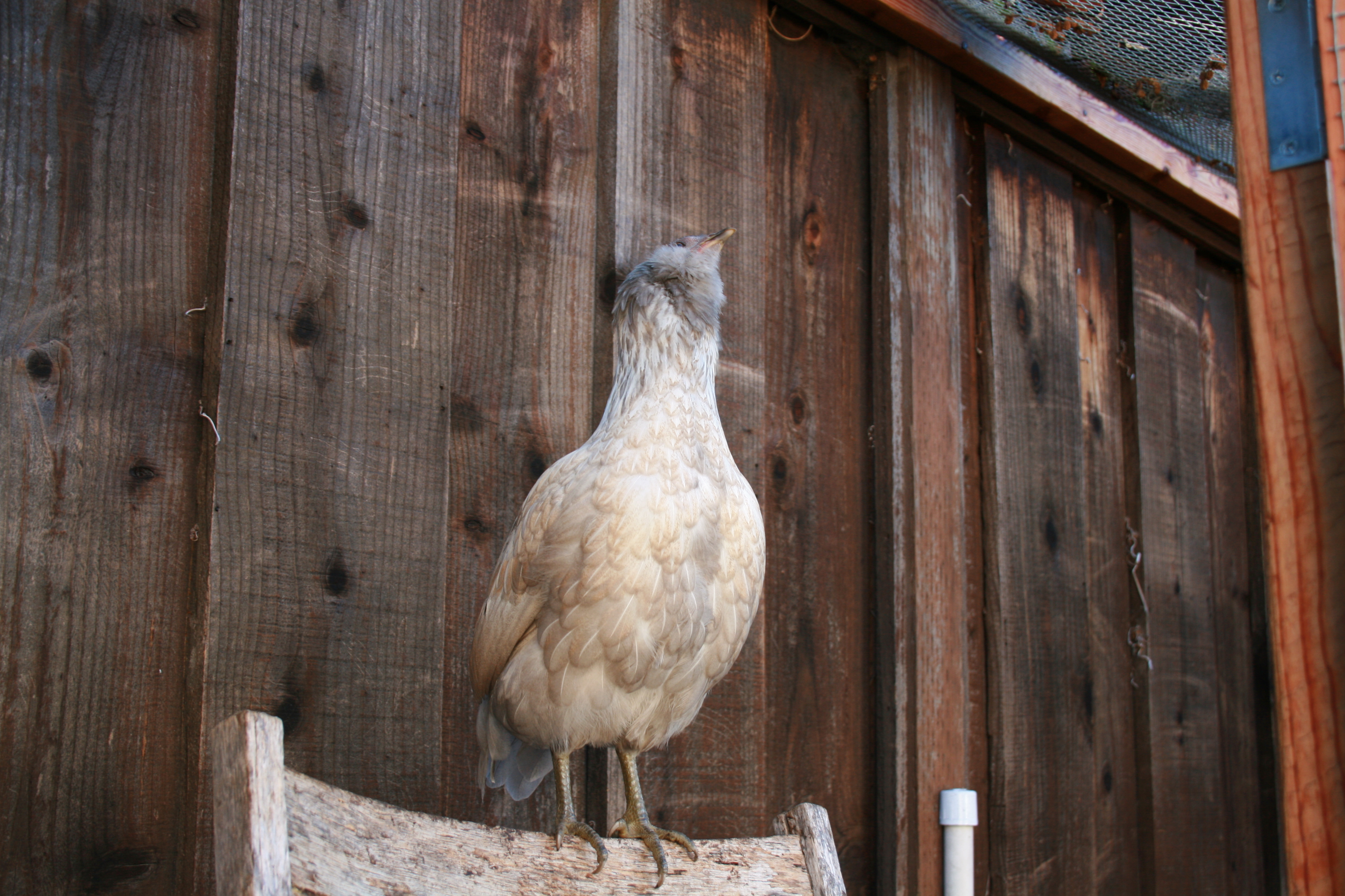 If I stretch really tall, maybe they'll think I'm an egret!   Edith.
