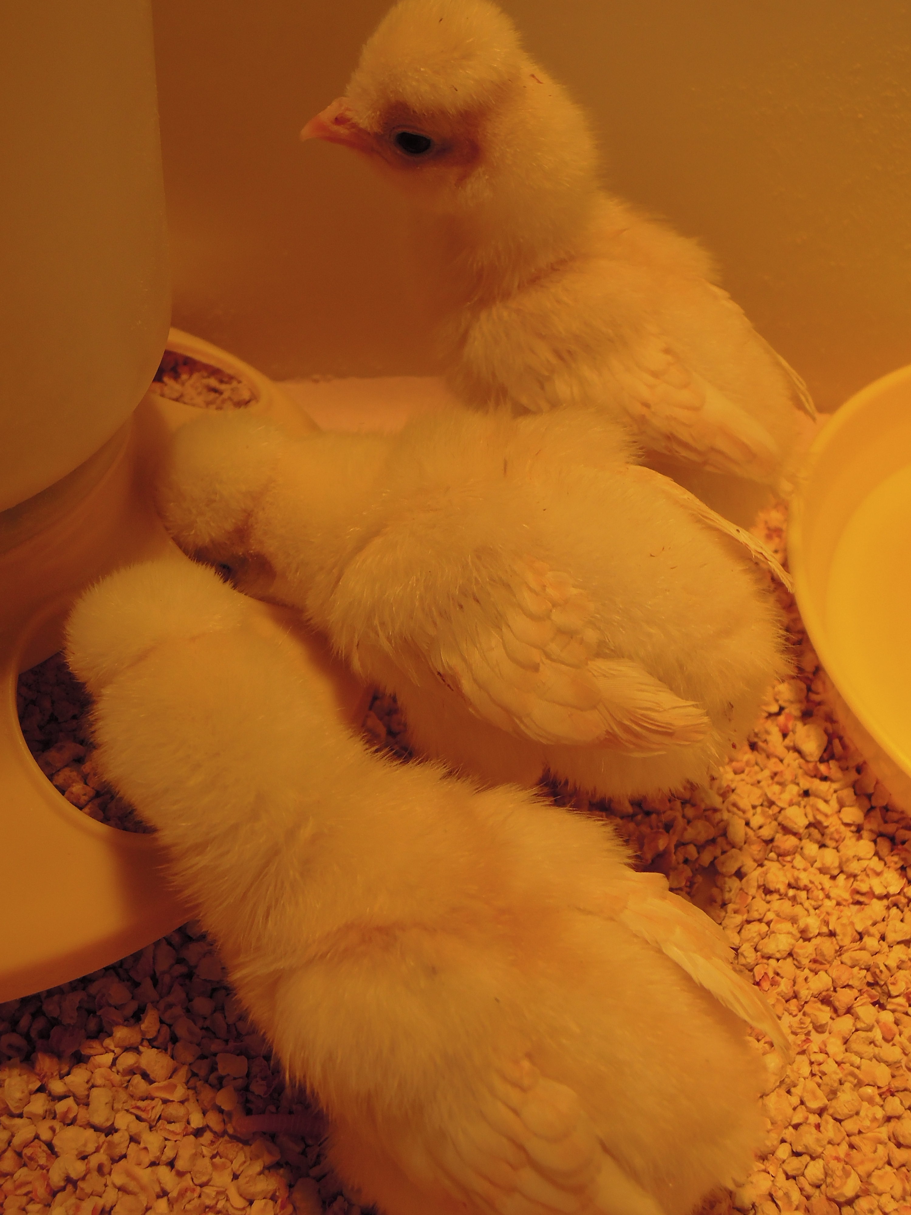 If they aren't sleeping or pooping, they're eating!