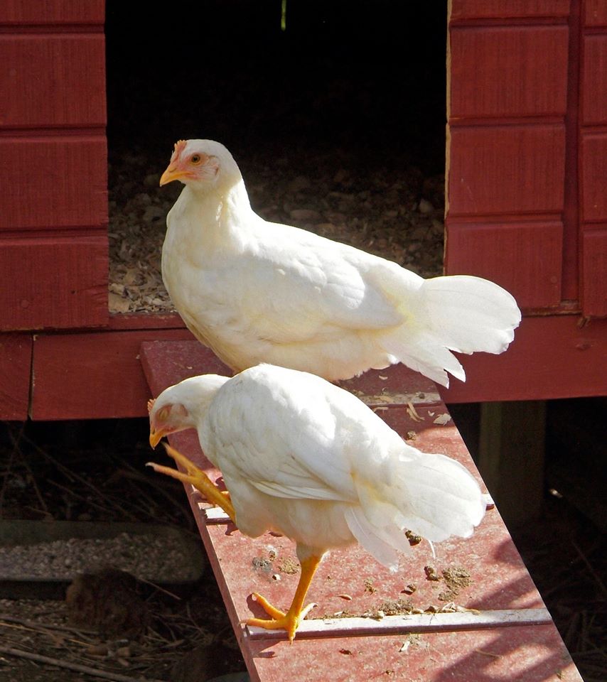 If ya gotta itch...scratch it