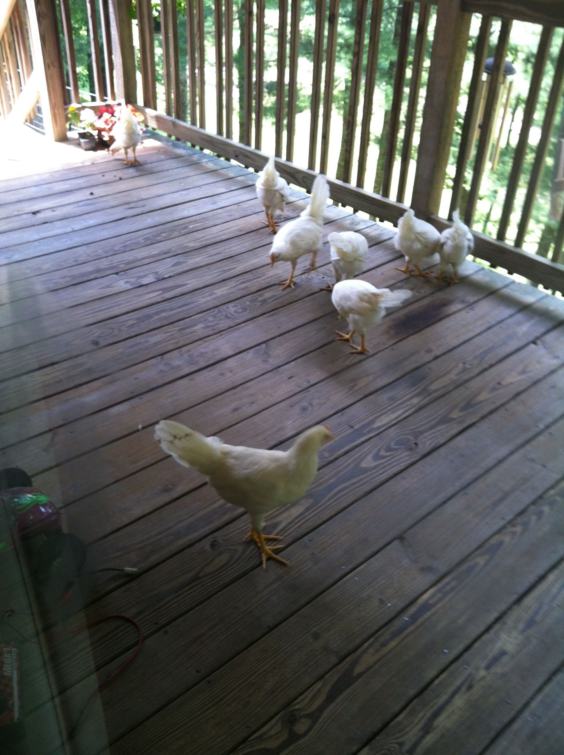 If you can't lay with the big hens, stay on the porch!  Oh, and by the way, my wife was not too happy with this...