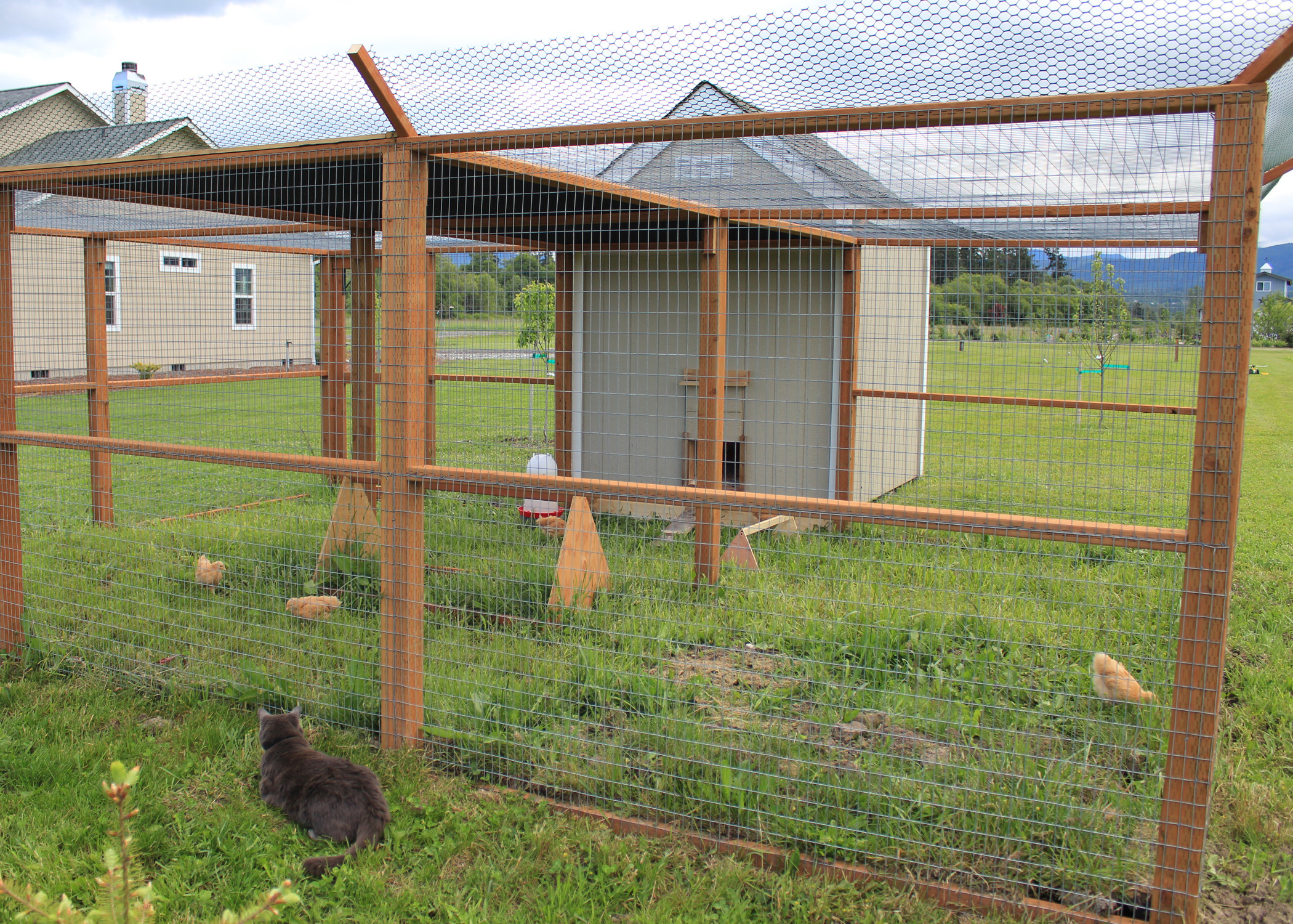 If you notice, this has a plastic mesh on top to keep the cat from using the top as a hammock above the chickens.