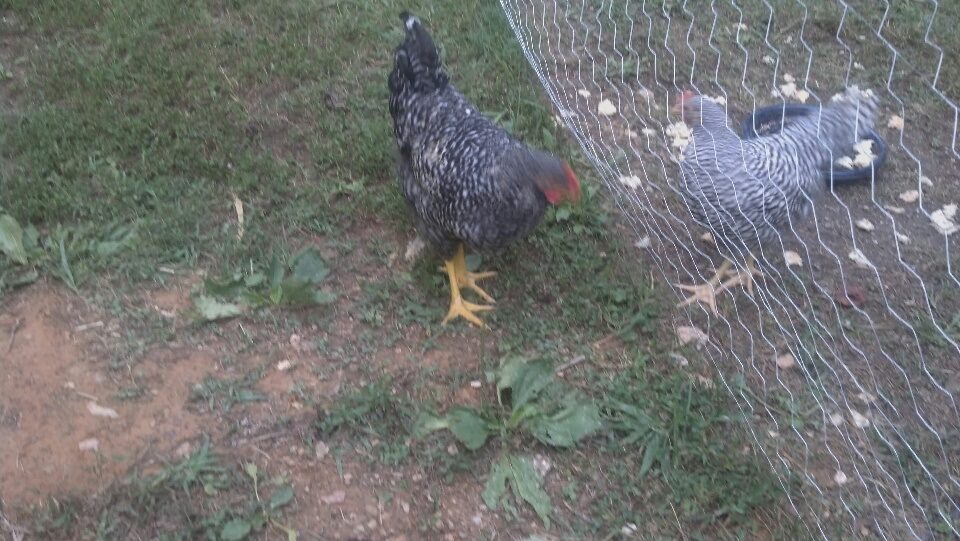 Ignore the bared rock in the fence.
