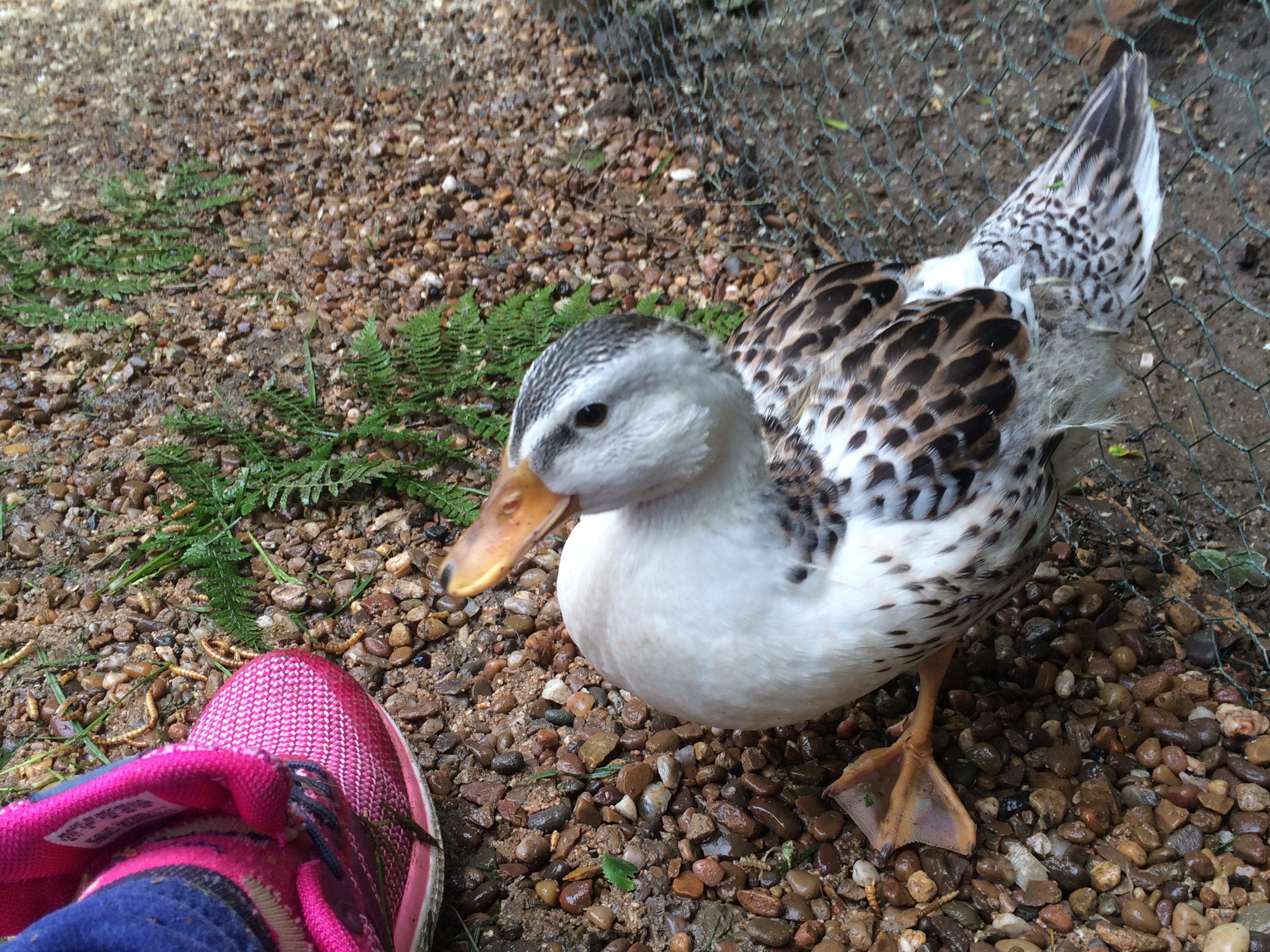 Igor finding her self amusing chucking meal worms in my trainer :/