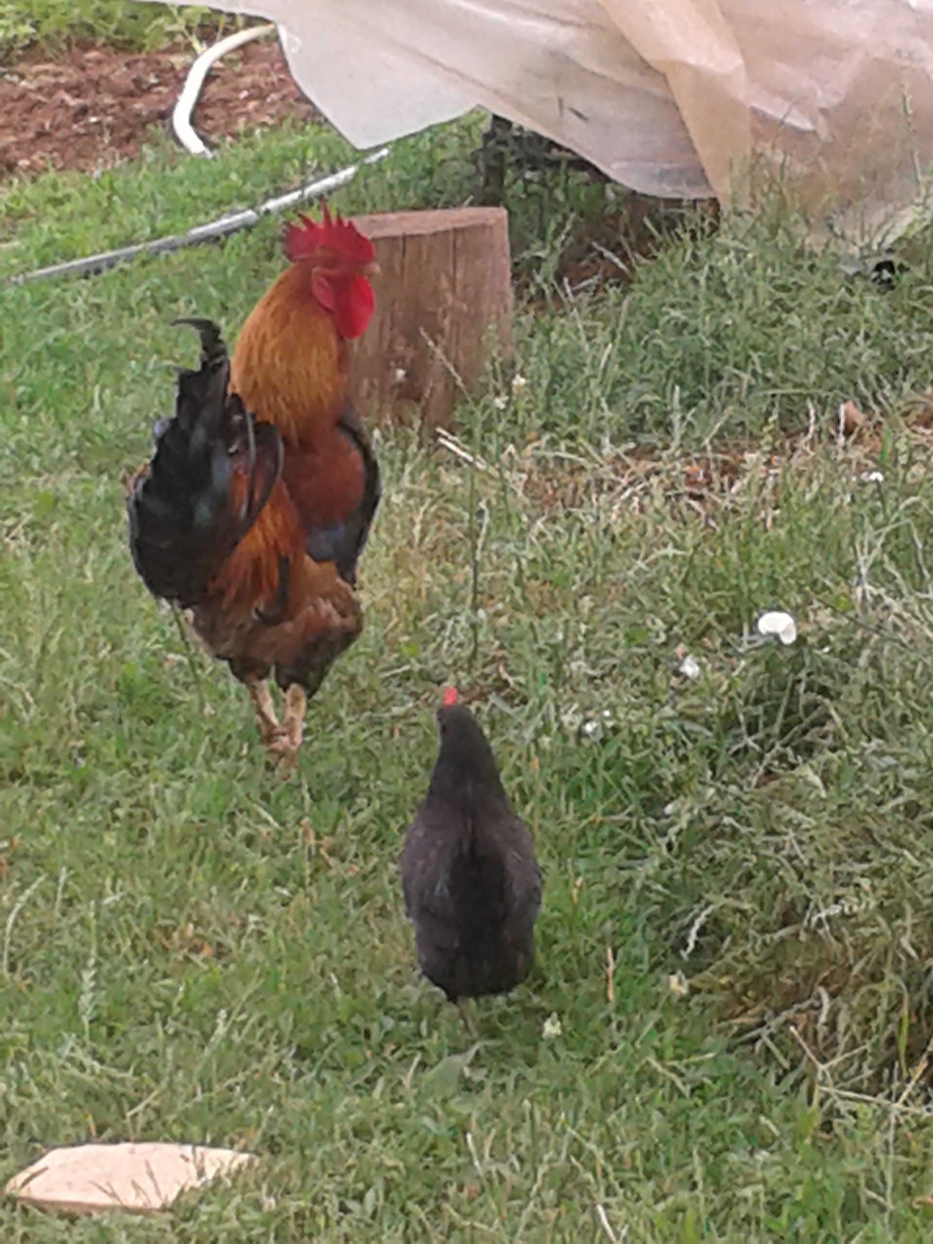 Igor (name of the rooster) loves spending time with my bantam hens. He rarely stays with other hens. he's about 11 months