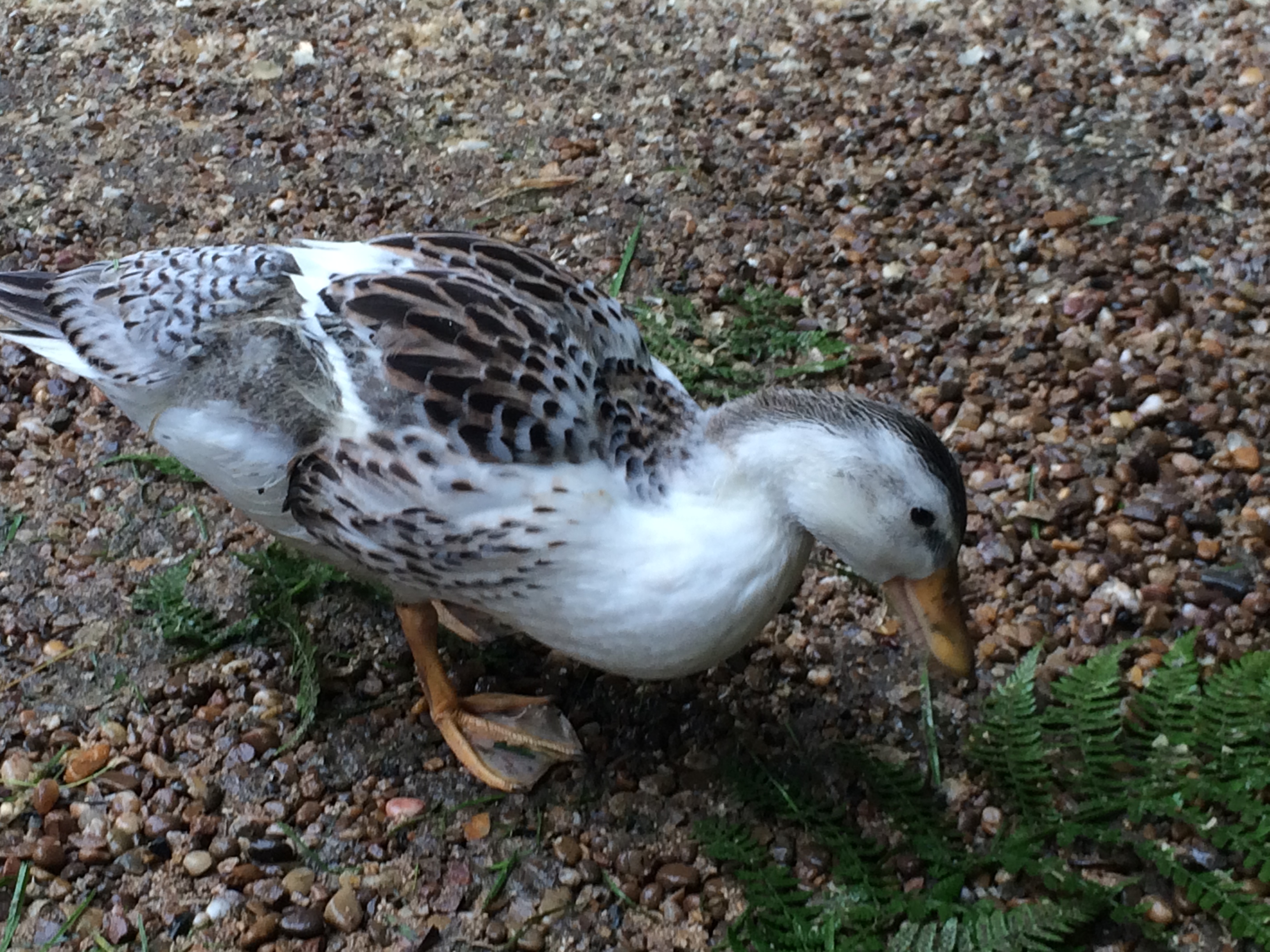 Igor (named for size but quacks... ooops)