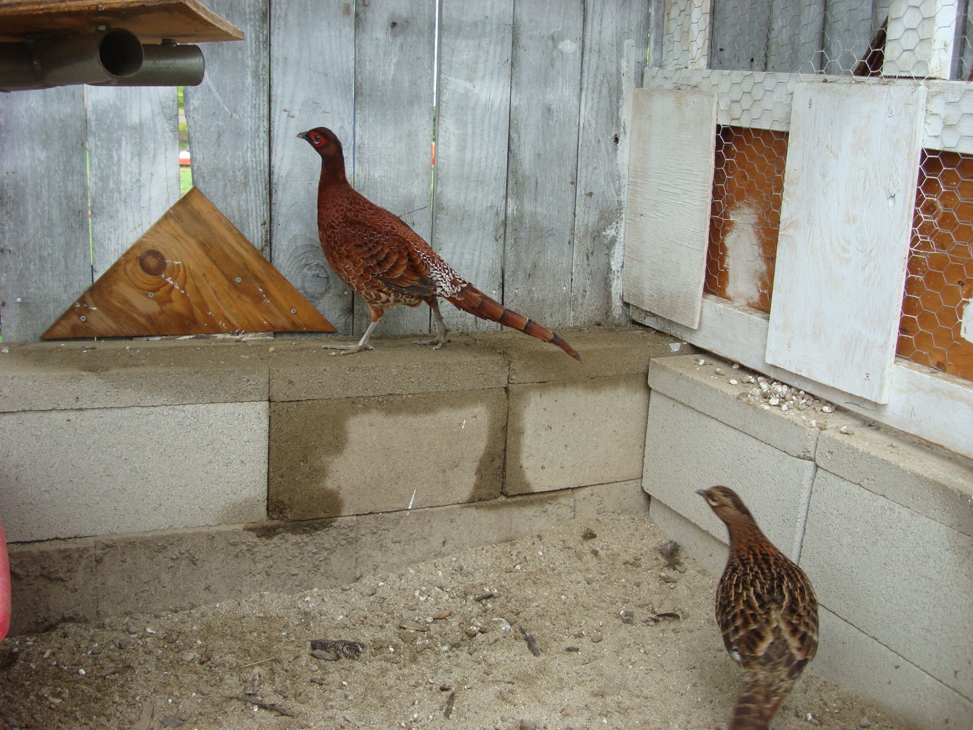 Ijima Copper Pheasants