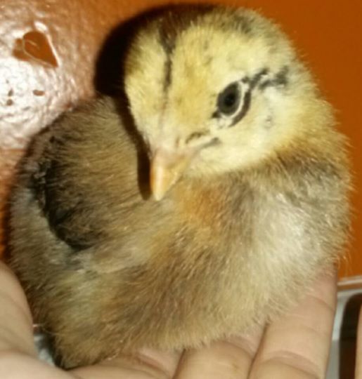 I'm 3 weeks old today!