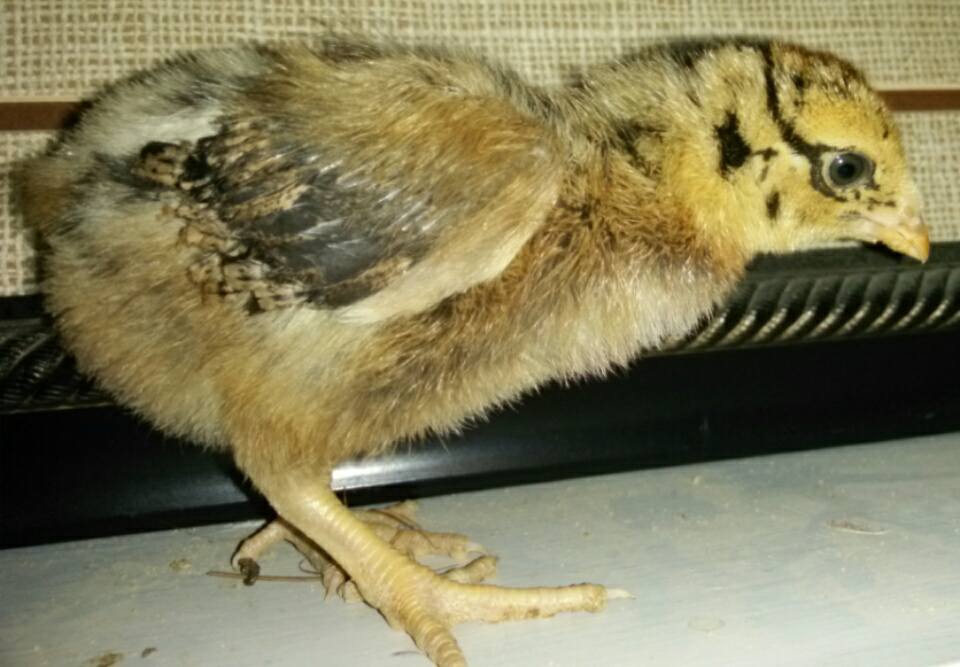 I'm 3 weeks old today!