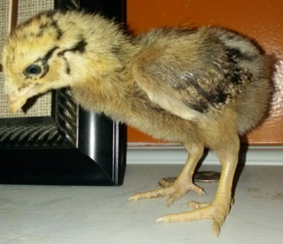 I'm 3 weeks old today!