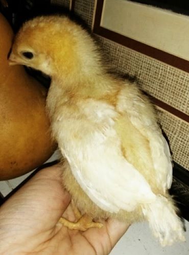 I'm 3 weeks old today!