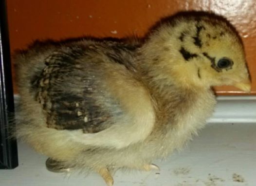 I'm 3 weeks old today!