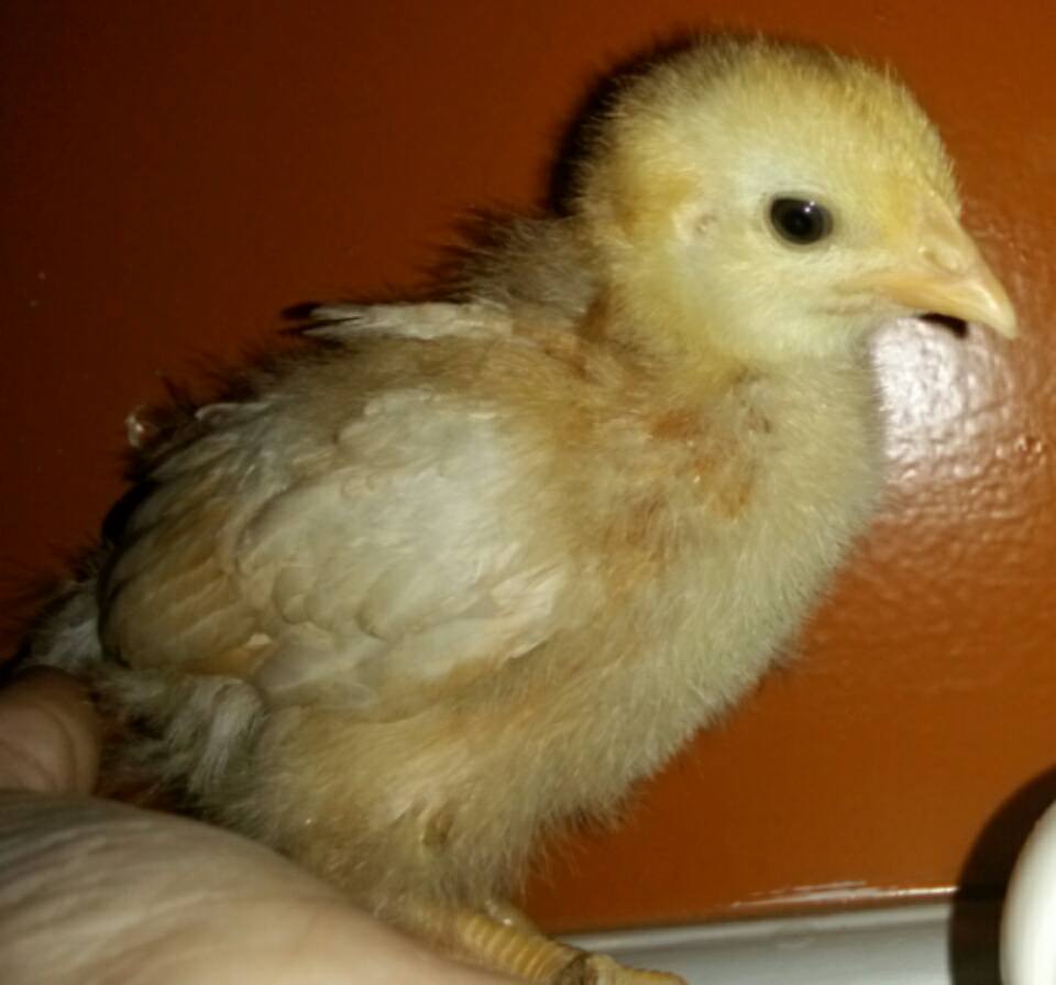 I'm 3 weeks old today!