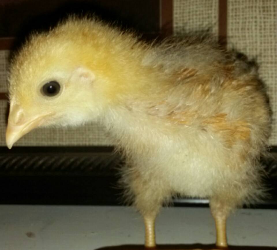 I'm 3 weeks old today!