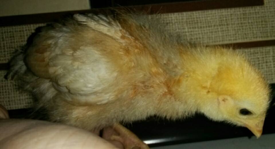 I'm 3 weeks old today!